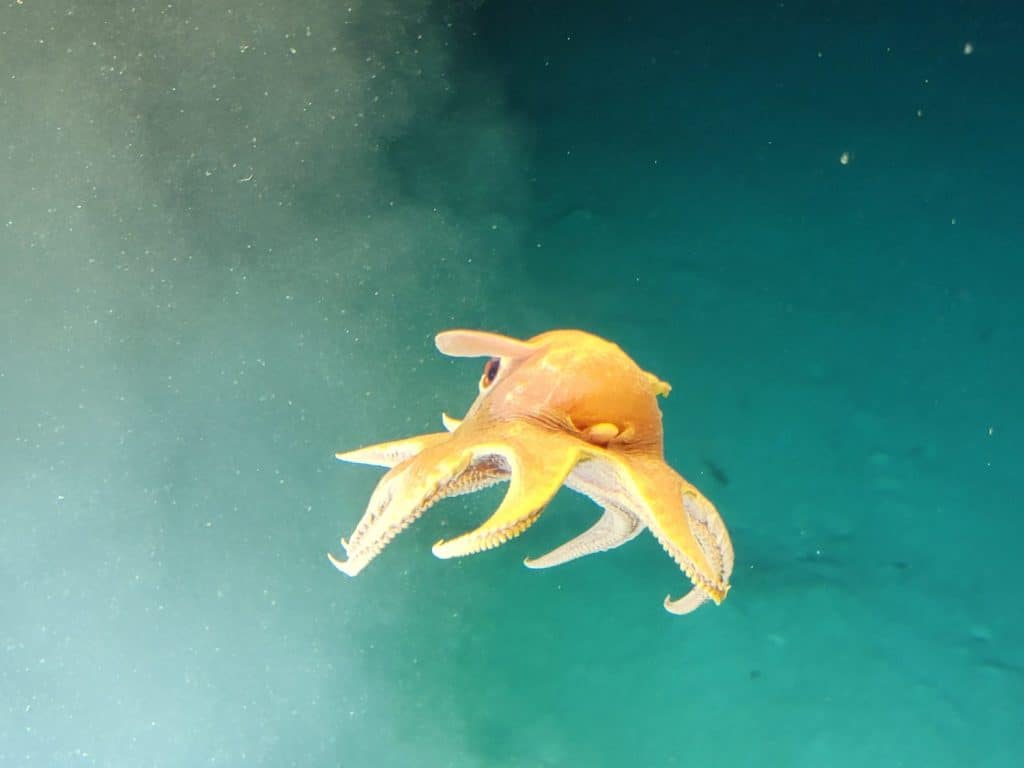 1024x768 Meet The Dumbo Octopus Z Animals