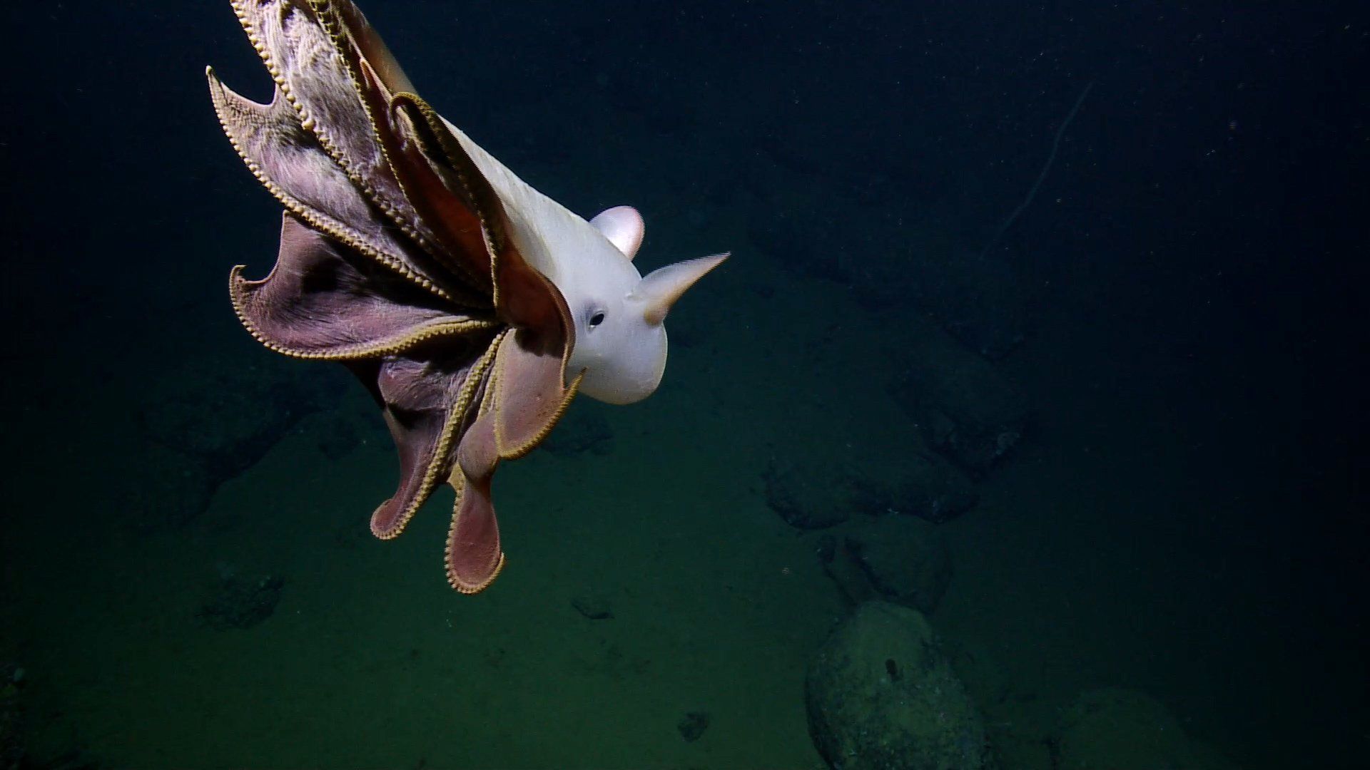 1920x1080 Rare Dumbo octopus filmed in deep sea off Monterey Bay