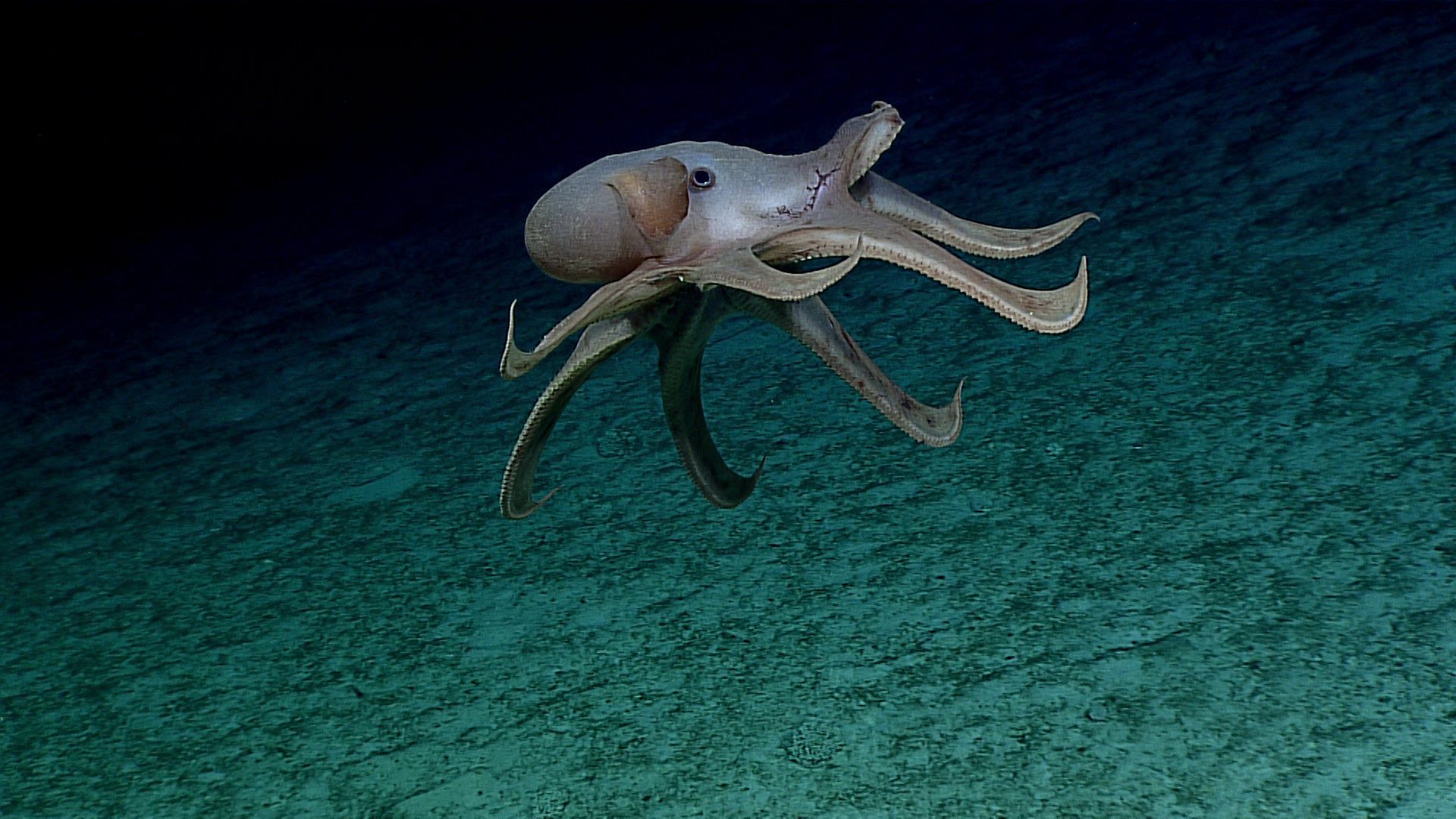1920x1080 Dumbo Octopus Ocean Exploration