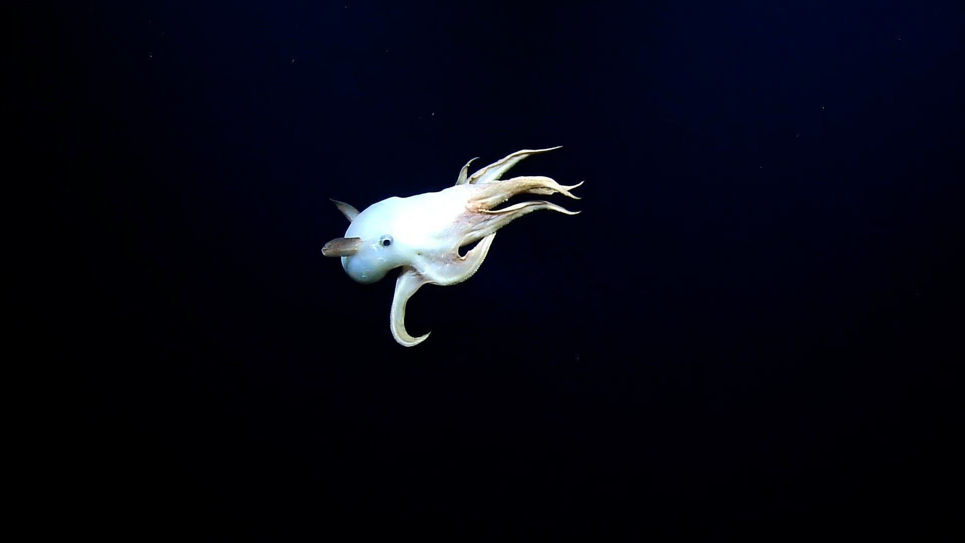1920x1080 WATCH: Rare “Dumbo” octopus caught on camera