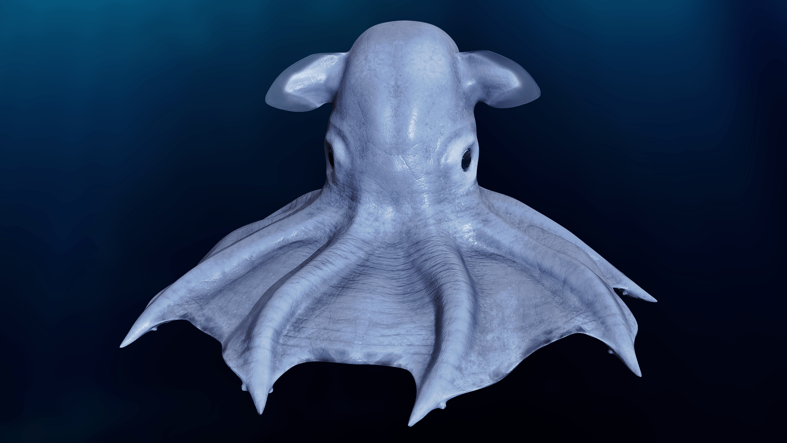 2560x1440 Grimpoteuthis Octopus 2024 (formerly Blender Market)