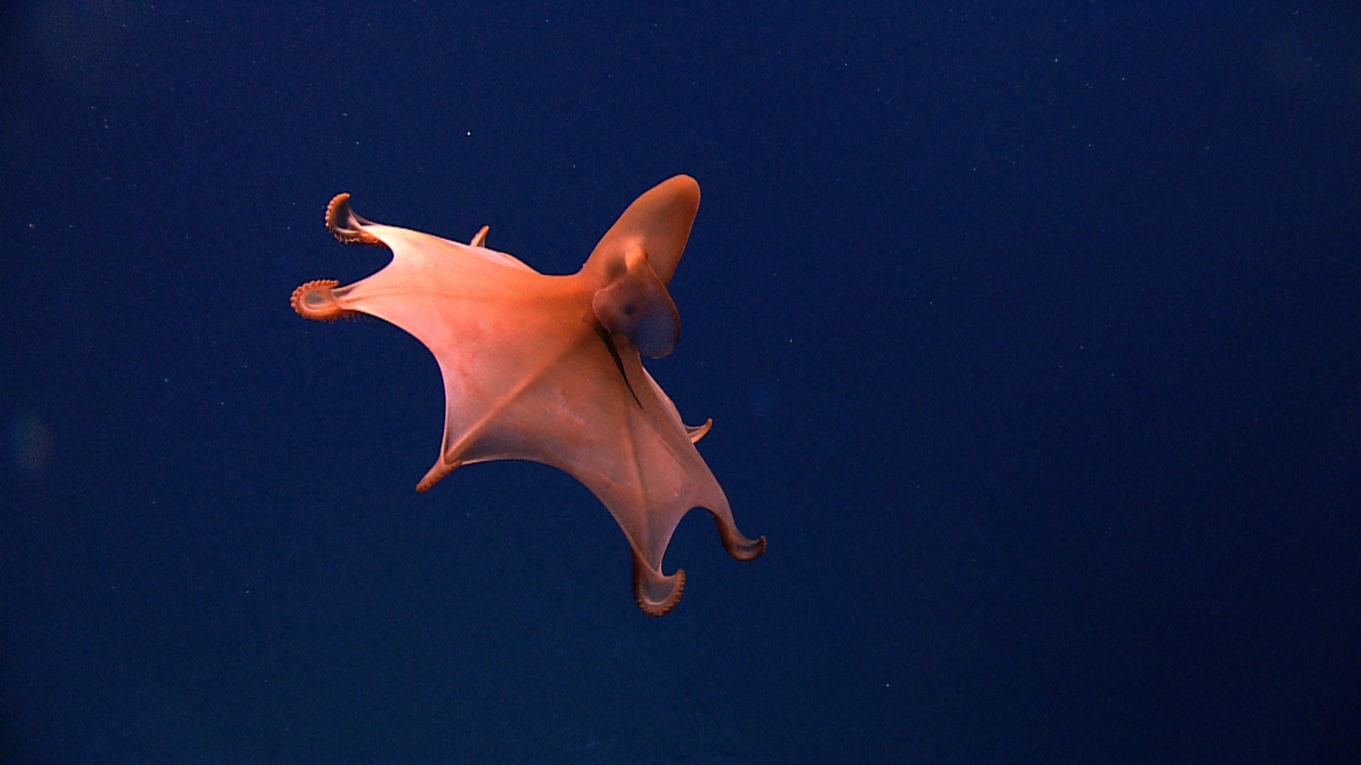 1920x1080 Dumbo Octopus Ocean Exploration