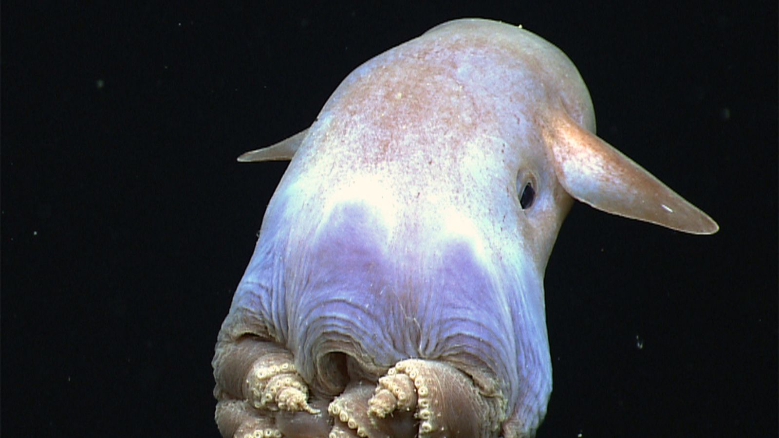 1600x900 Ghostly, Adorable Dumbo Octopus Spotted by Deep Sea Rover