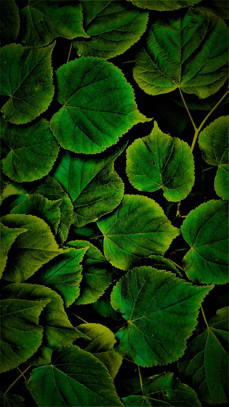 800x1422 Nature, biology, leaves, HD phone wallpaper