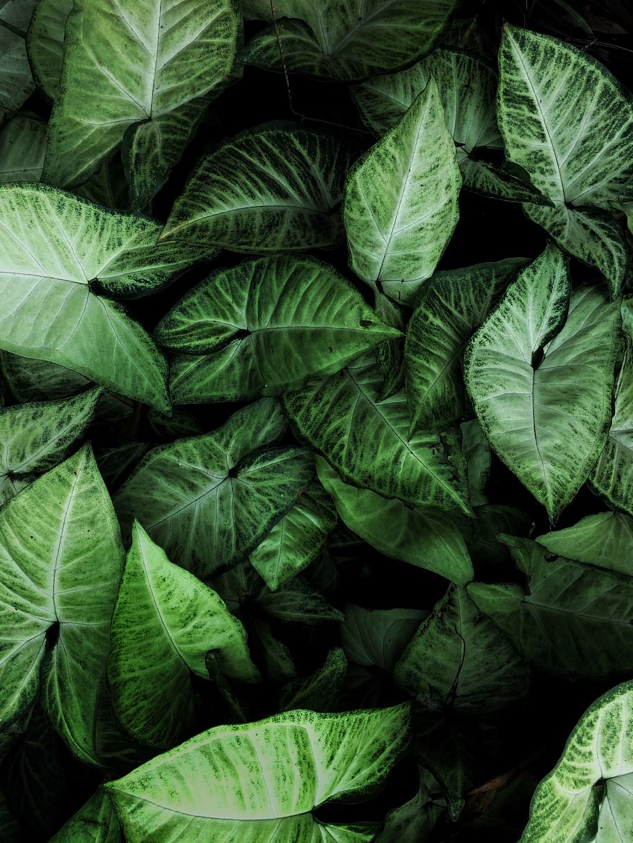 910x1213 Green Leafed Plant, Biology, Botanical, Close Up, Color, Ecology, Environment, Freshness