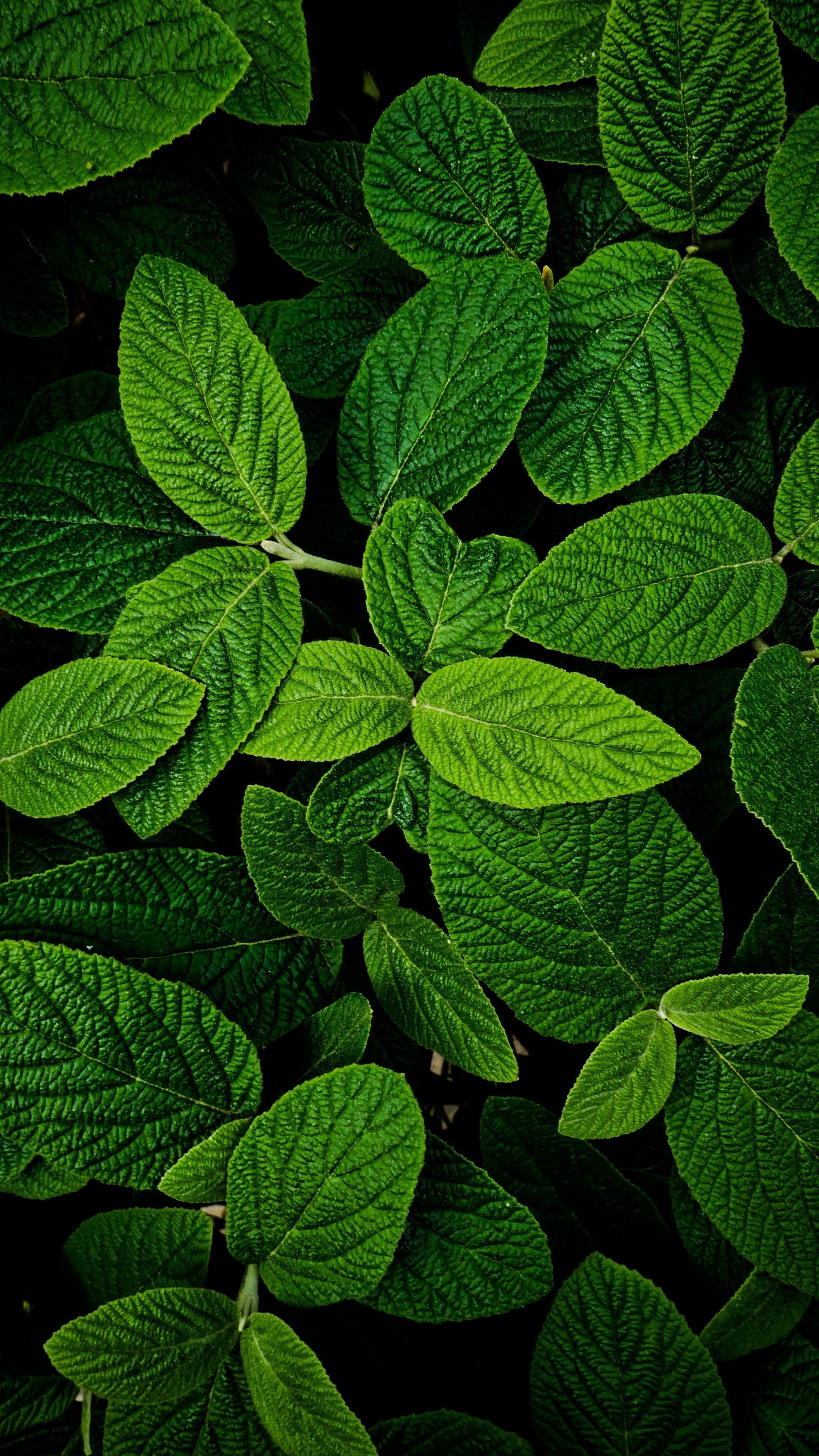 2160x3840 Green Leaf Wallpaper