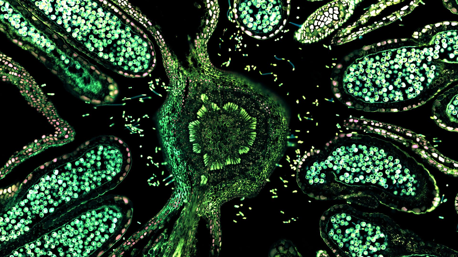 1920x1080 Trippy Cells Biology Green HD Trippy Wallpaper