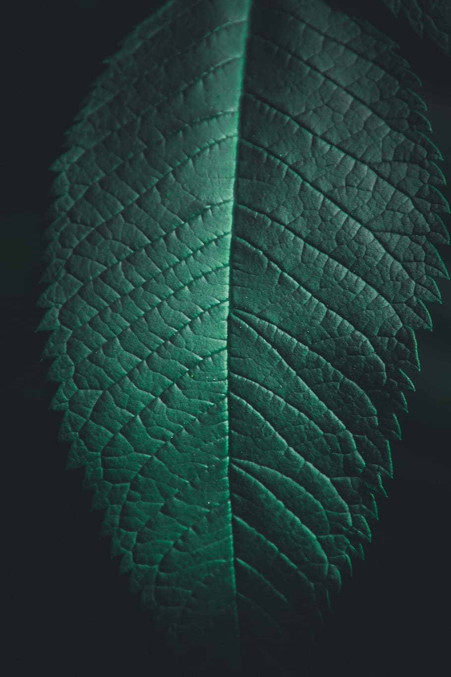 910x1365 HD Wallpaper: Green Leaf, Abstract, Biology, Close Up, Color, Colors, Dark