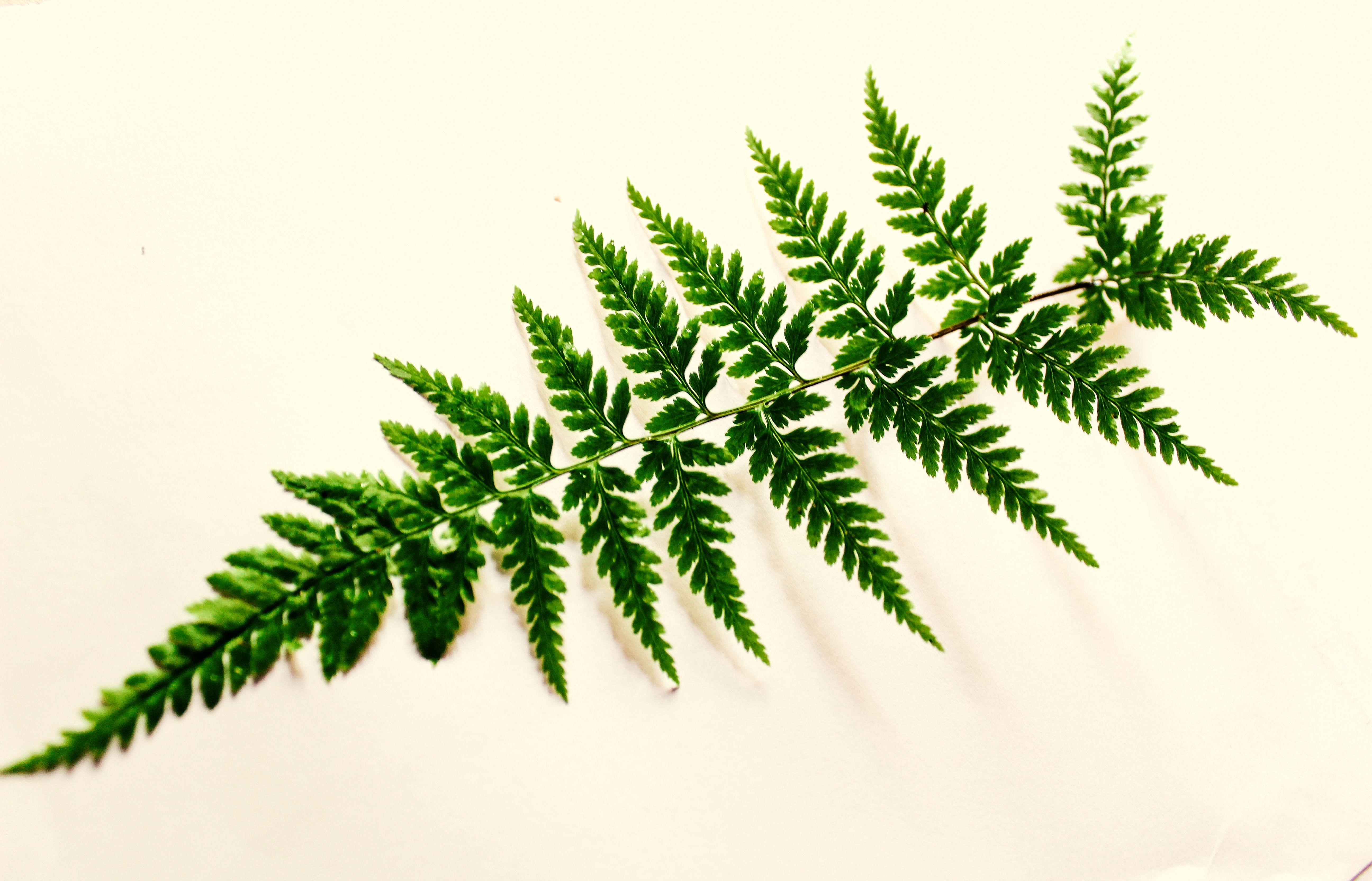 5184x3328 Free Photo: Green Leaf Photography, Bright, Close Up