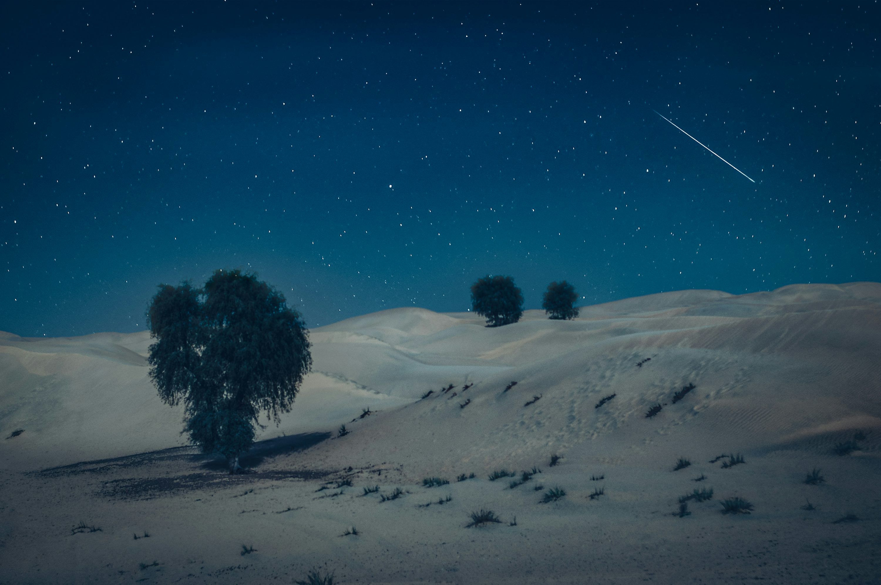 3000x1993 Green tree on desert during nighttime photo