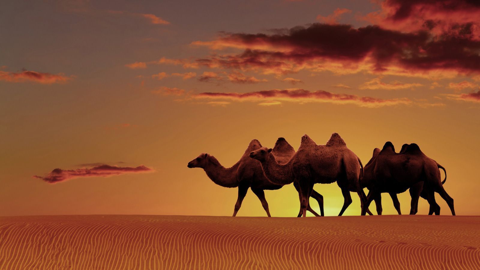 1600x900 Arabian Desert Wallpaper