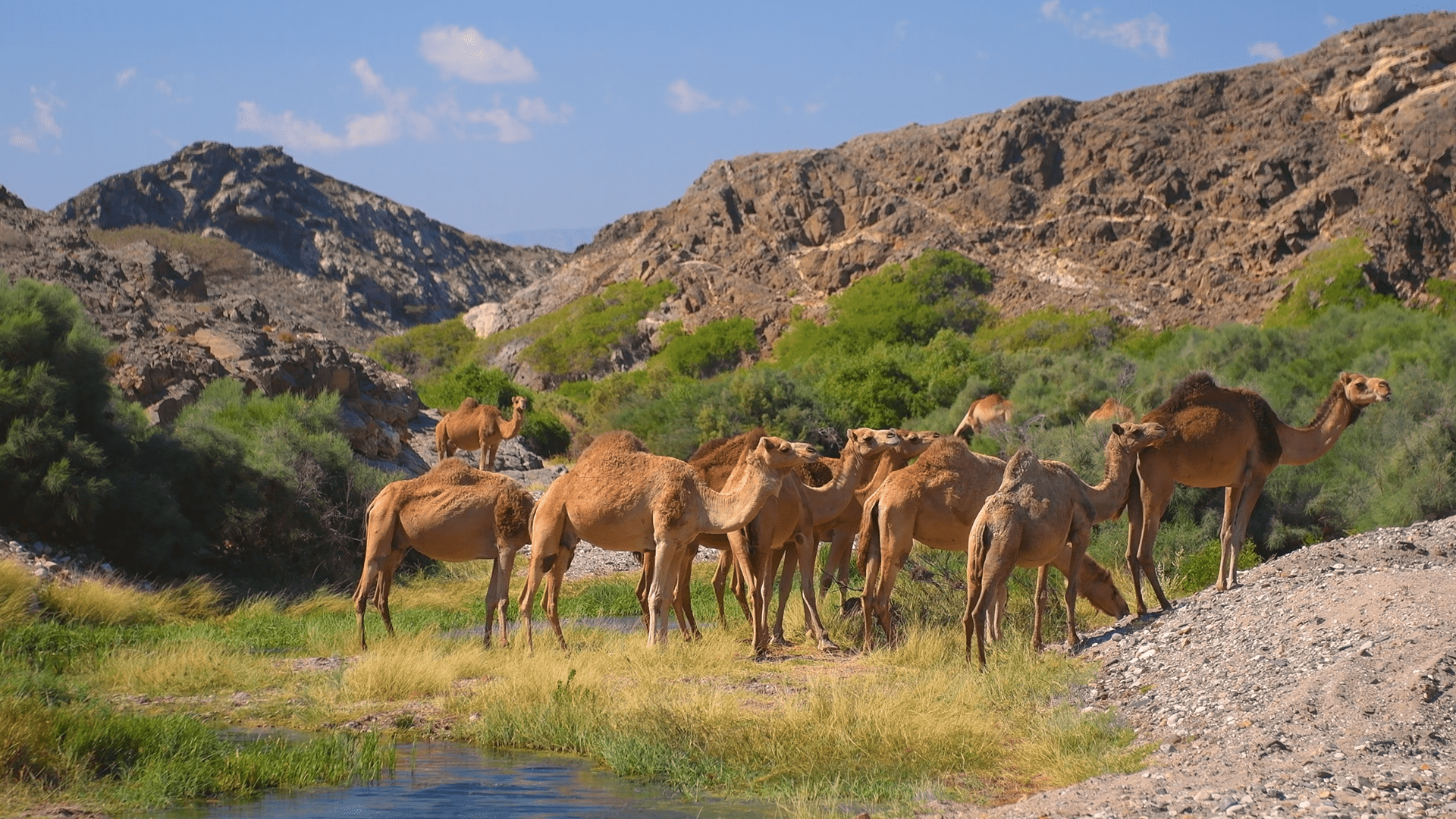 1920x1080 Episode 3: Middle East Wild Animals and Birds in their Natural Desert Habitat