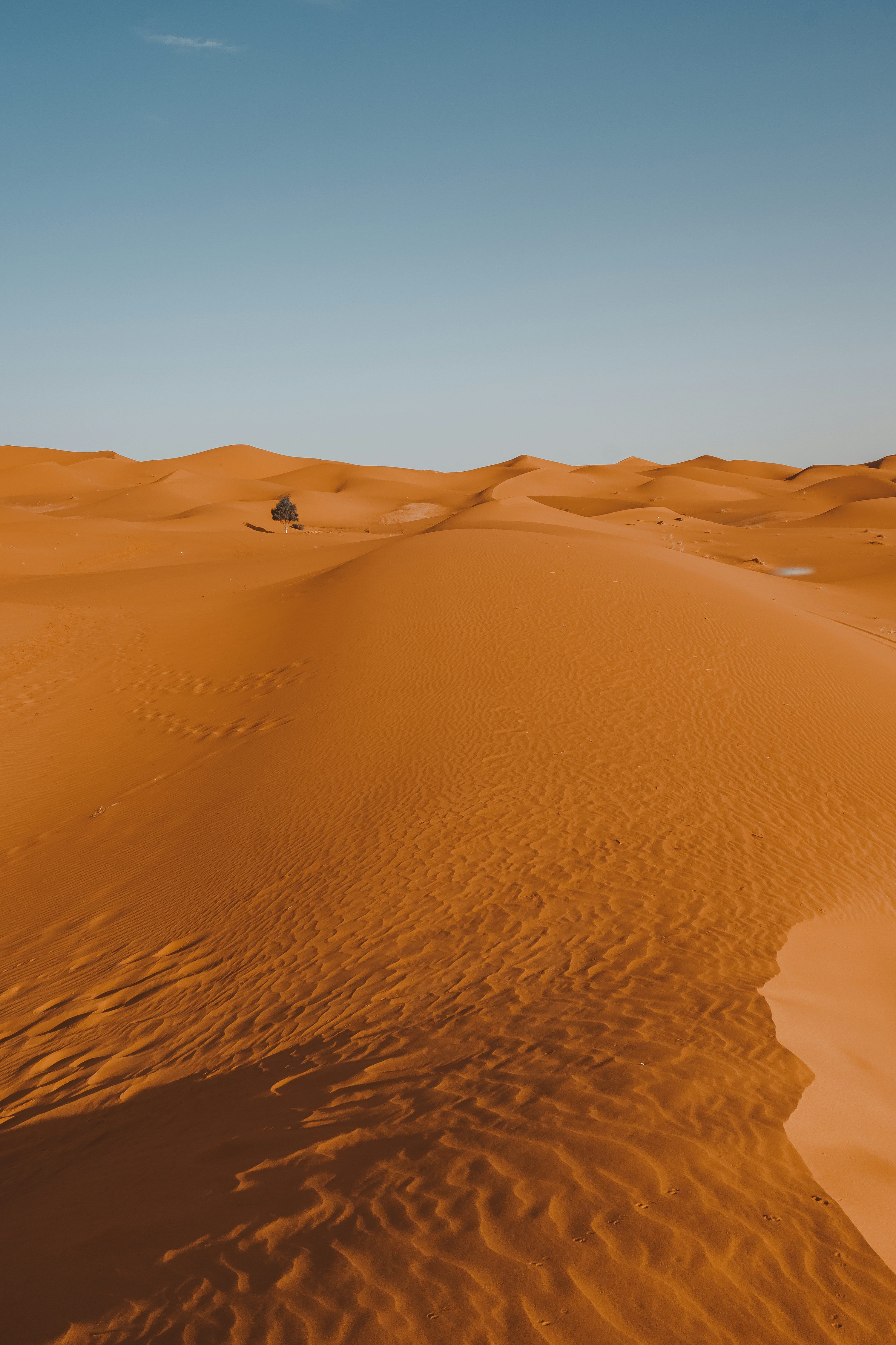 3000x4500 A lone tree in the middle of a desert photo