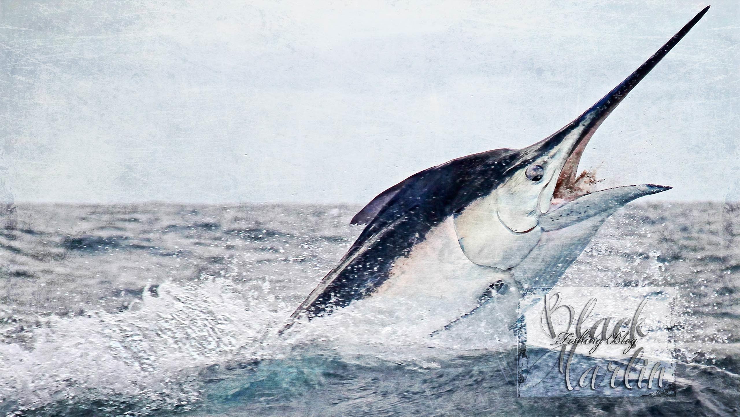 2560x1441 Sail Fish Wallpaper