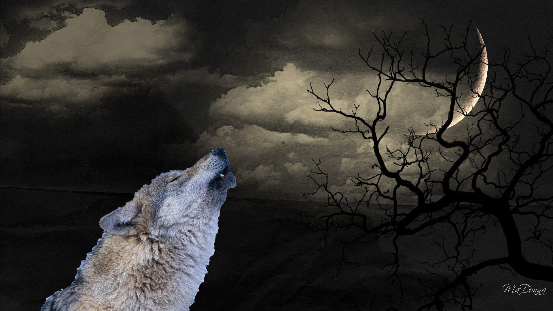 1920x1080 Howling Halloween Persona Winter Clouds Firefox Sky Tree Wild Wolf