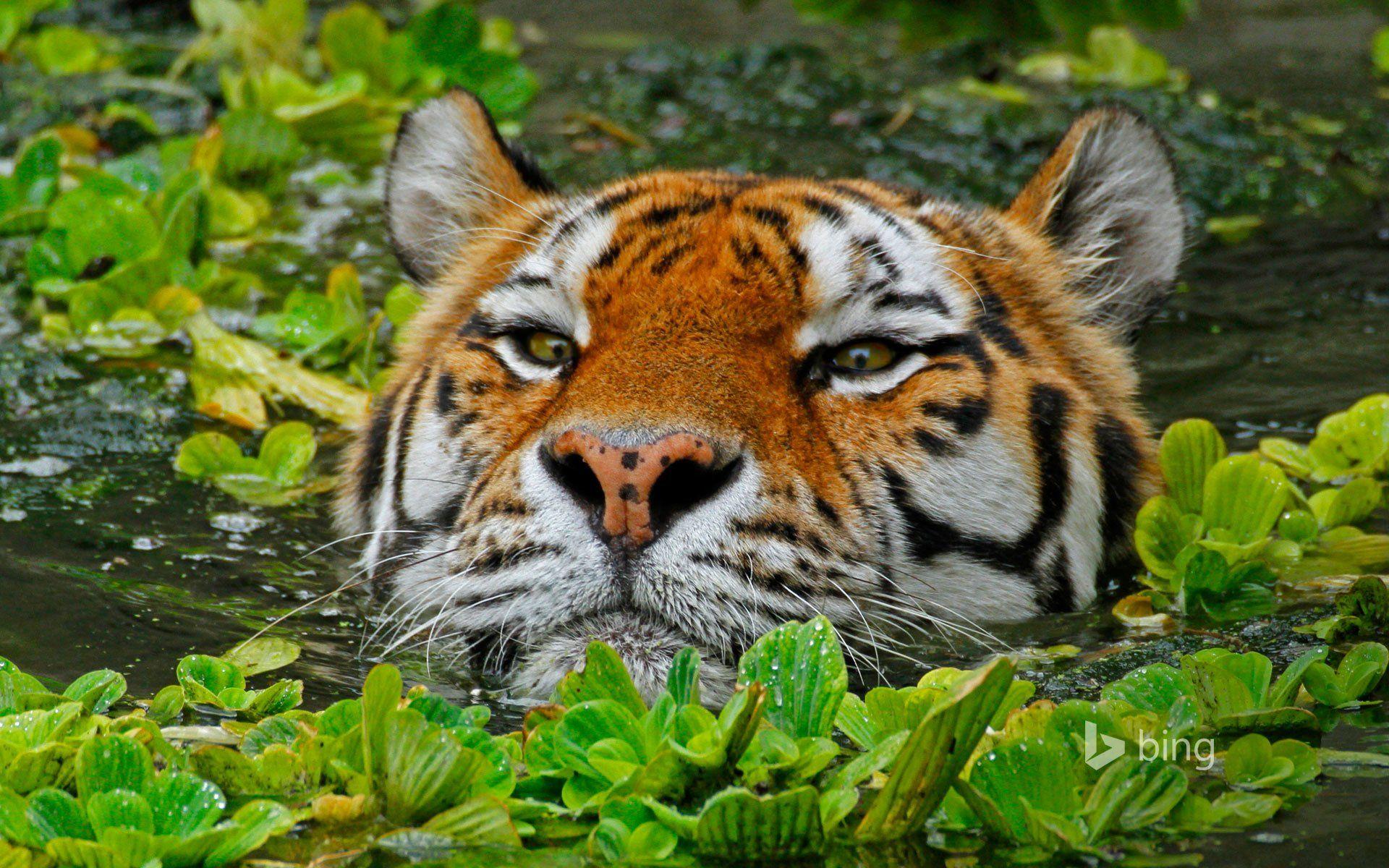 1920x1200 amur, Tiger, Zoo, Antwerp, Belgium Wallpaper HD / Desktop and Mobile Background