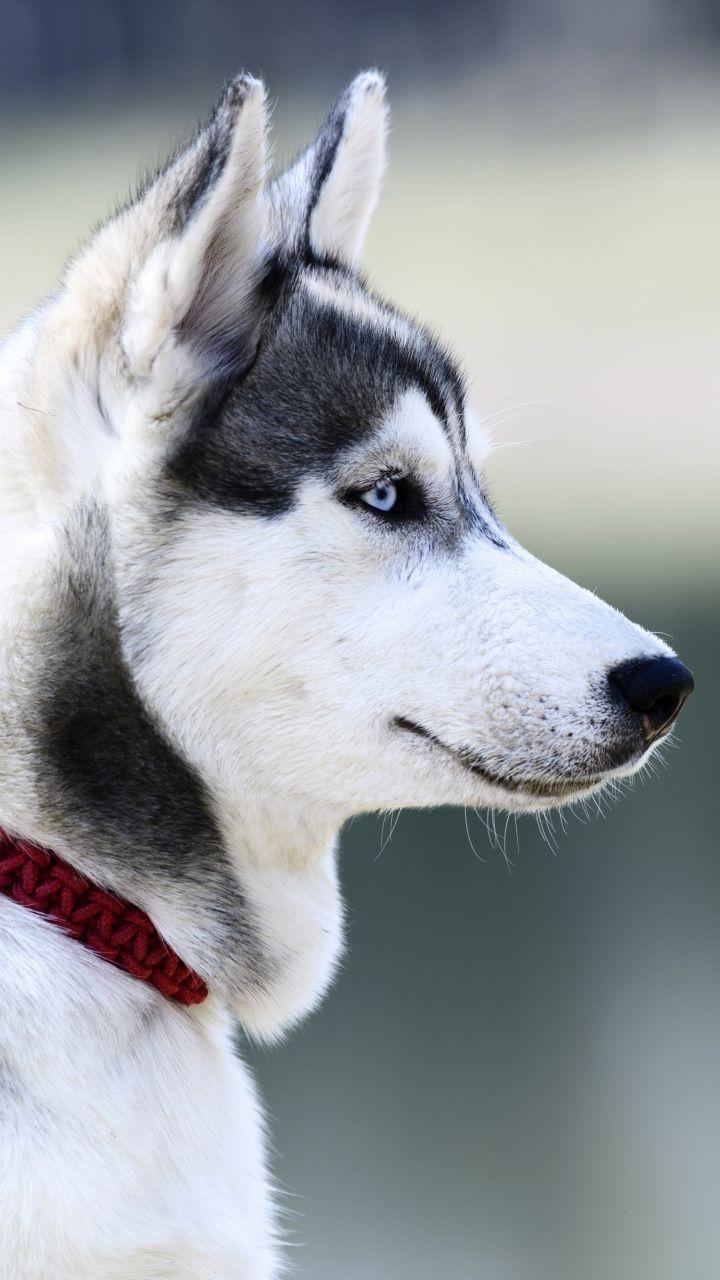 Hình nền 720x1280 Husky, chó, mõm, trắng, 720x1280.  Chó husky, chó husky Alaska, chó husky Siberia