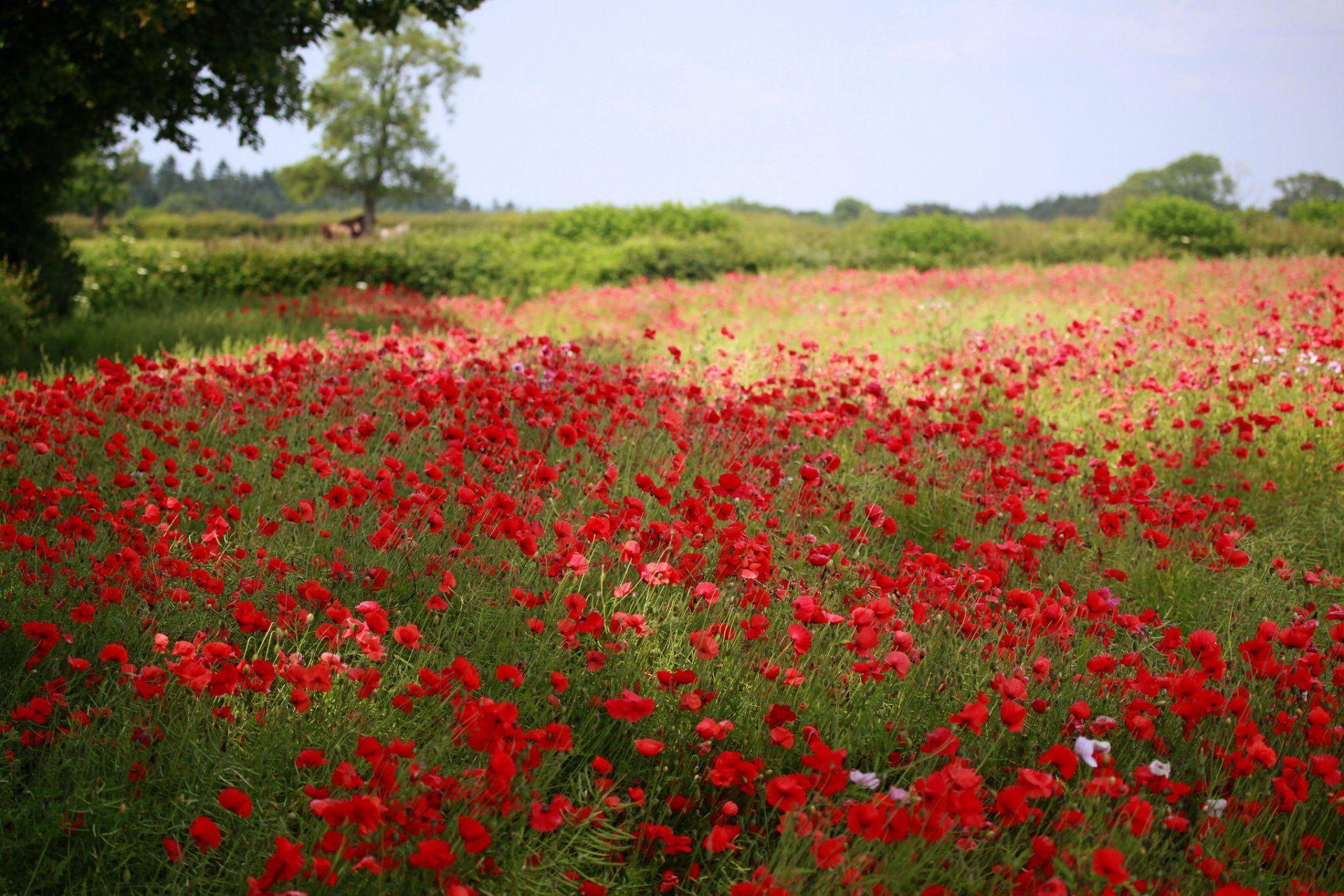 1920x1280 the field poppies flower green tree summer nature blur HD wallpaper