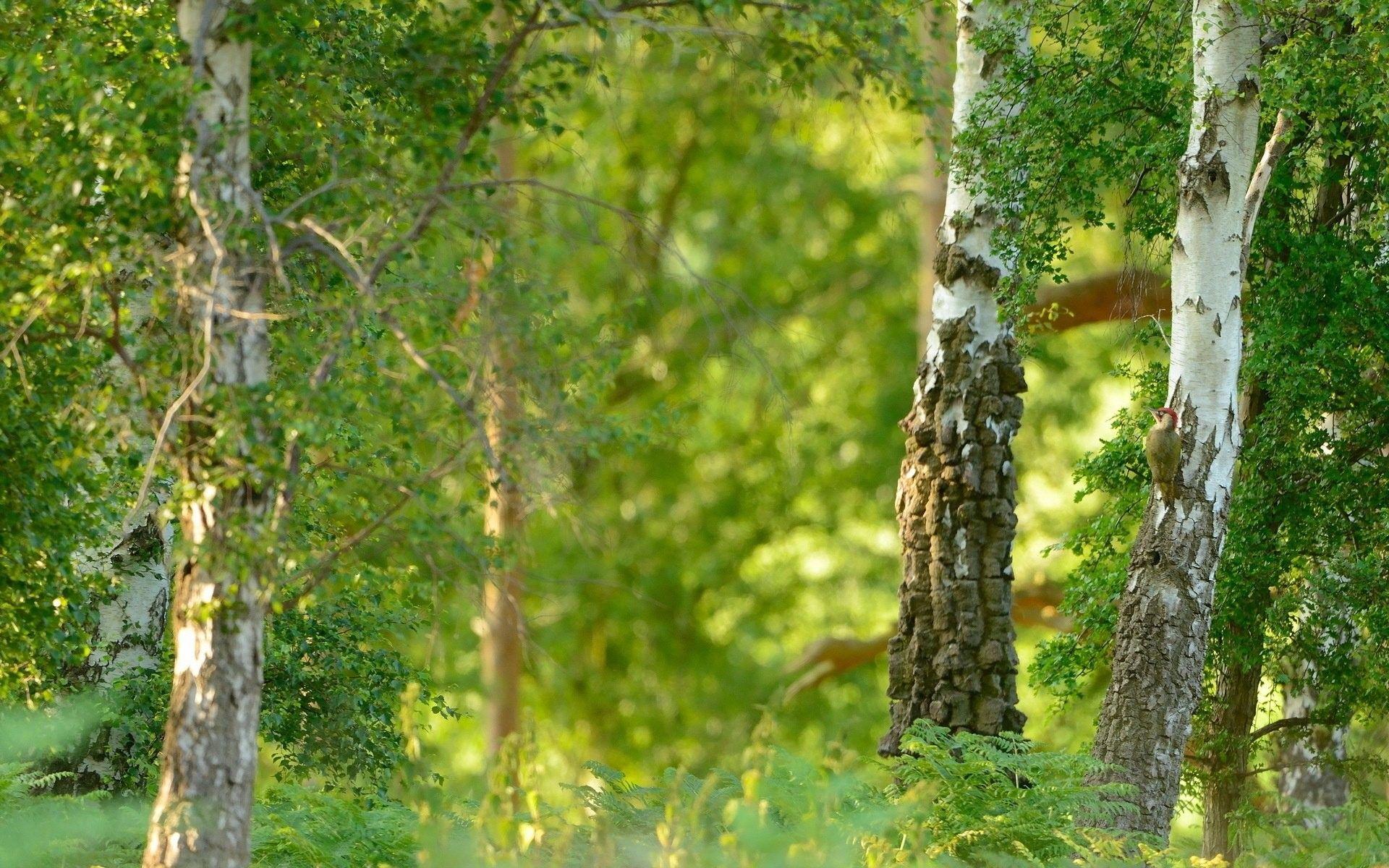 1920x1200 Trees: Nature Summer Birch Wallpaper 1080p HD for HD 16:9 High