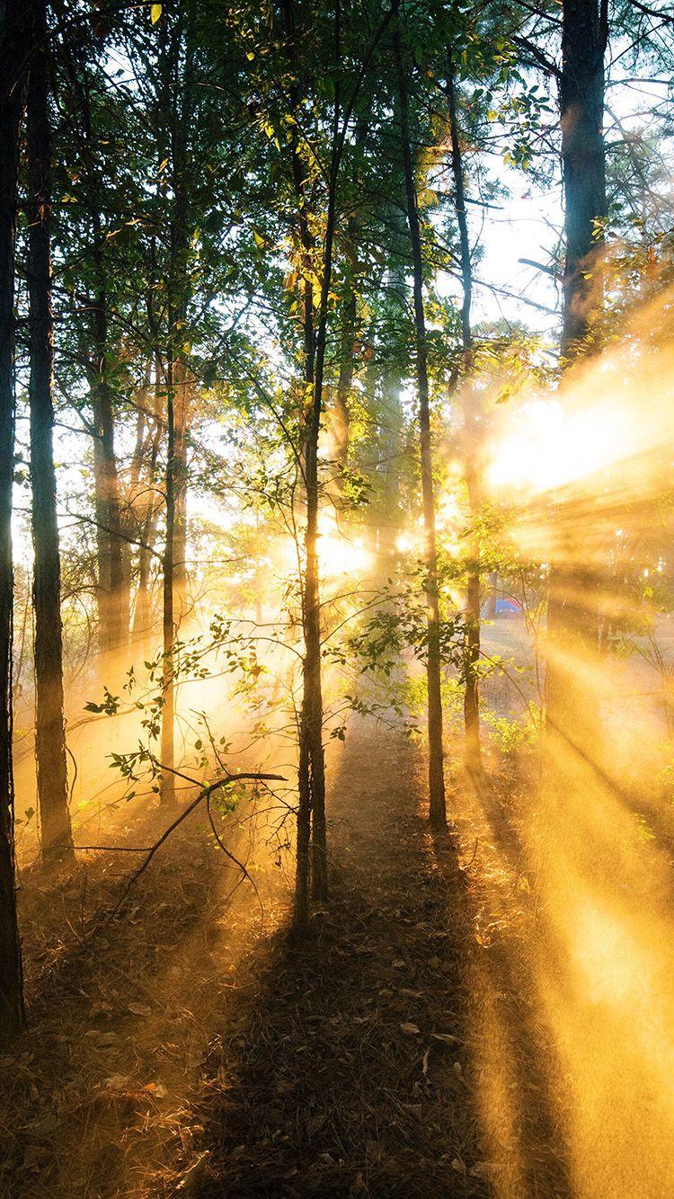 750x1334 iPhone 8 wallpaper. forest wood light sun