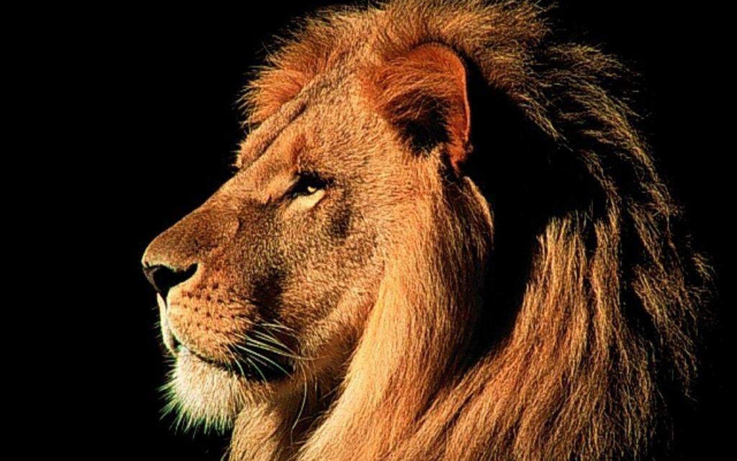 Lion Head Wallpapers - Top Free Lion Head Backgrounds - WallpaperAccess
