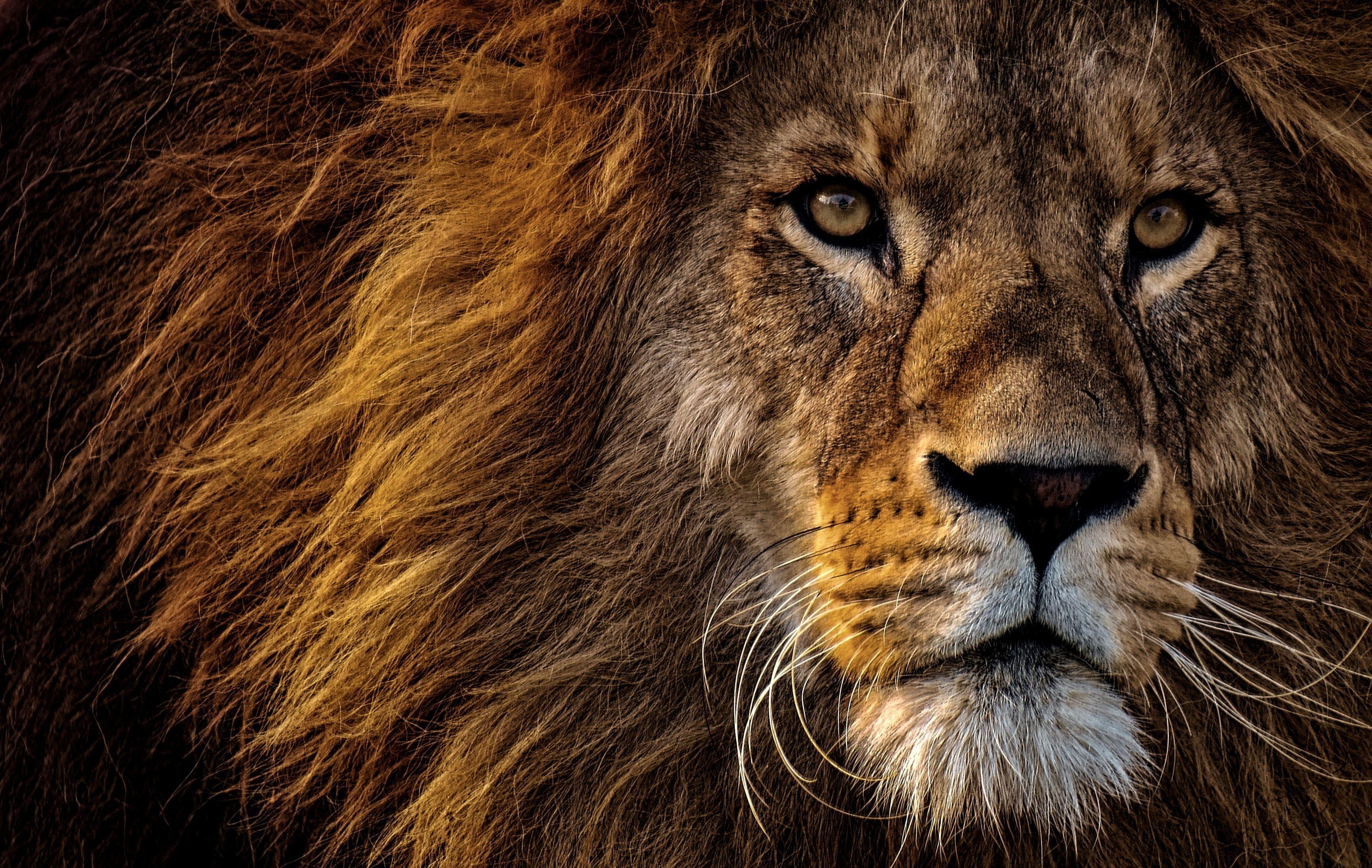 3461x2190 Close Up Photo Of Lion's Head · Free