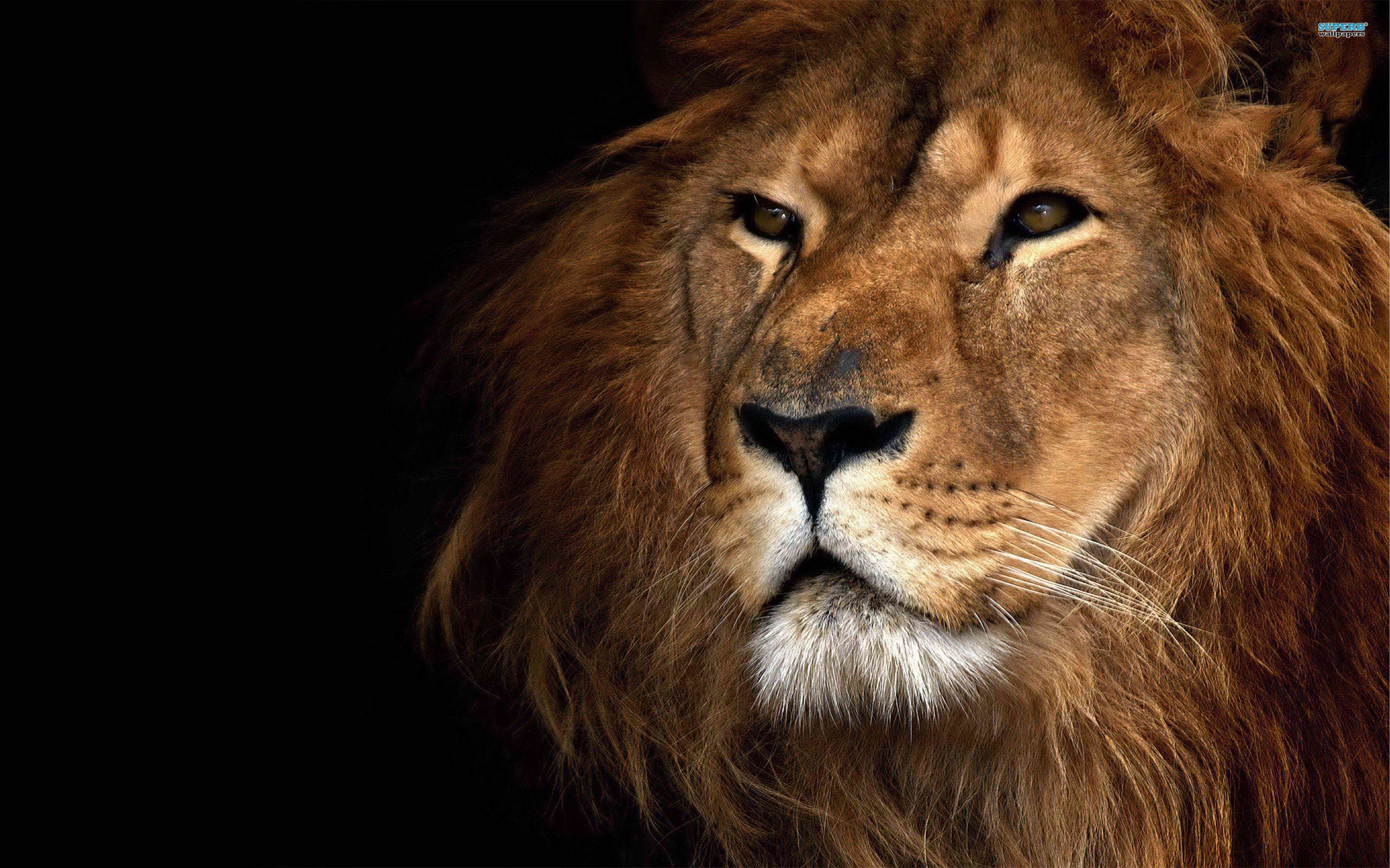 2560x1600 Lion Wallpaper FREE Picture