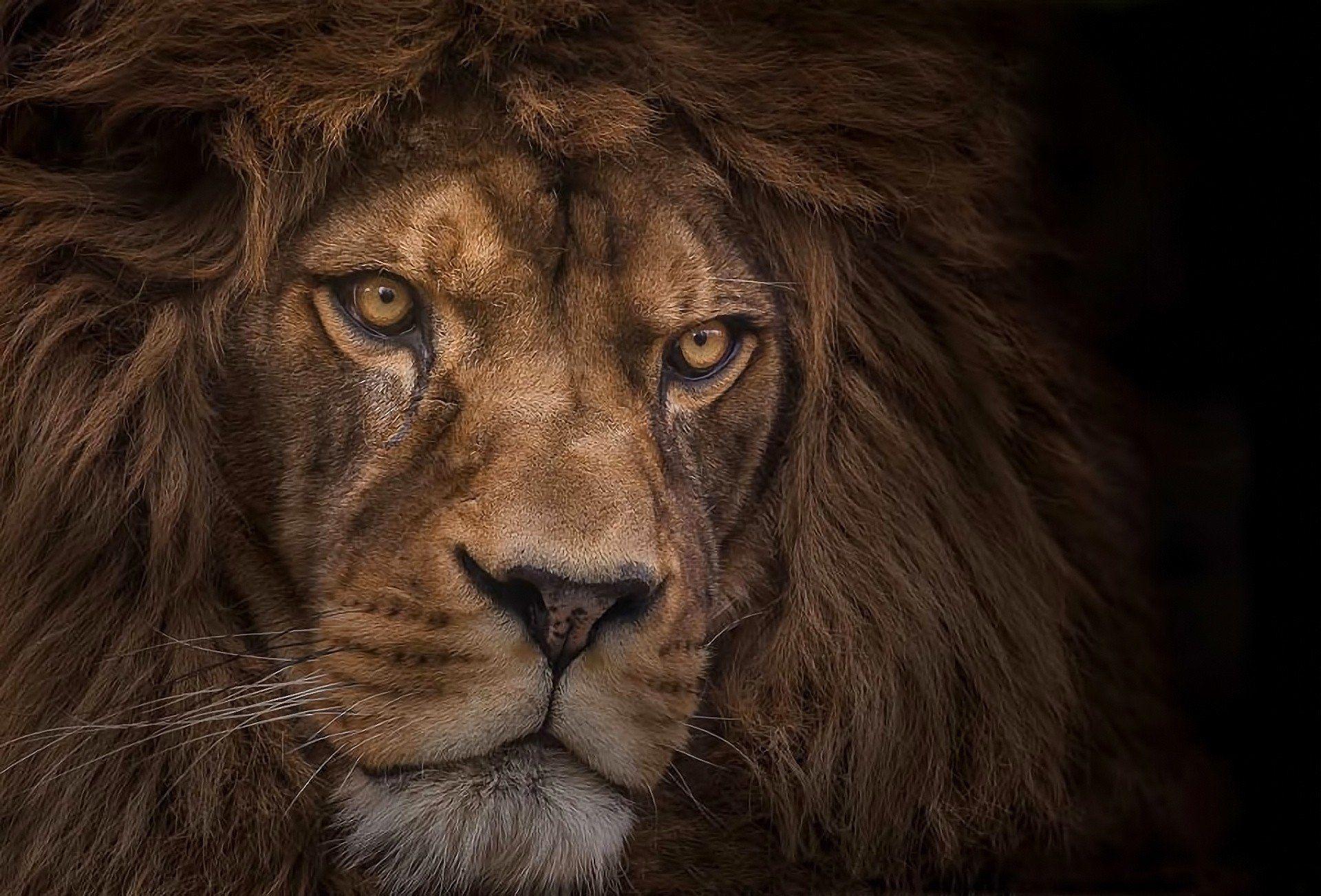 1920x1303 Lions head Wallpaper HD / Desktop and Mobile Background