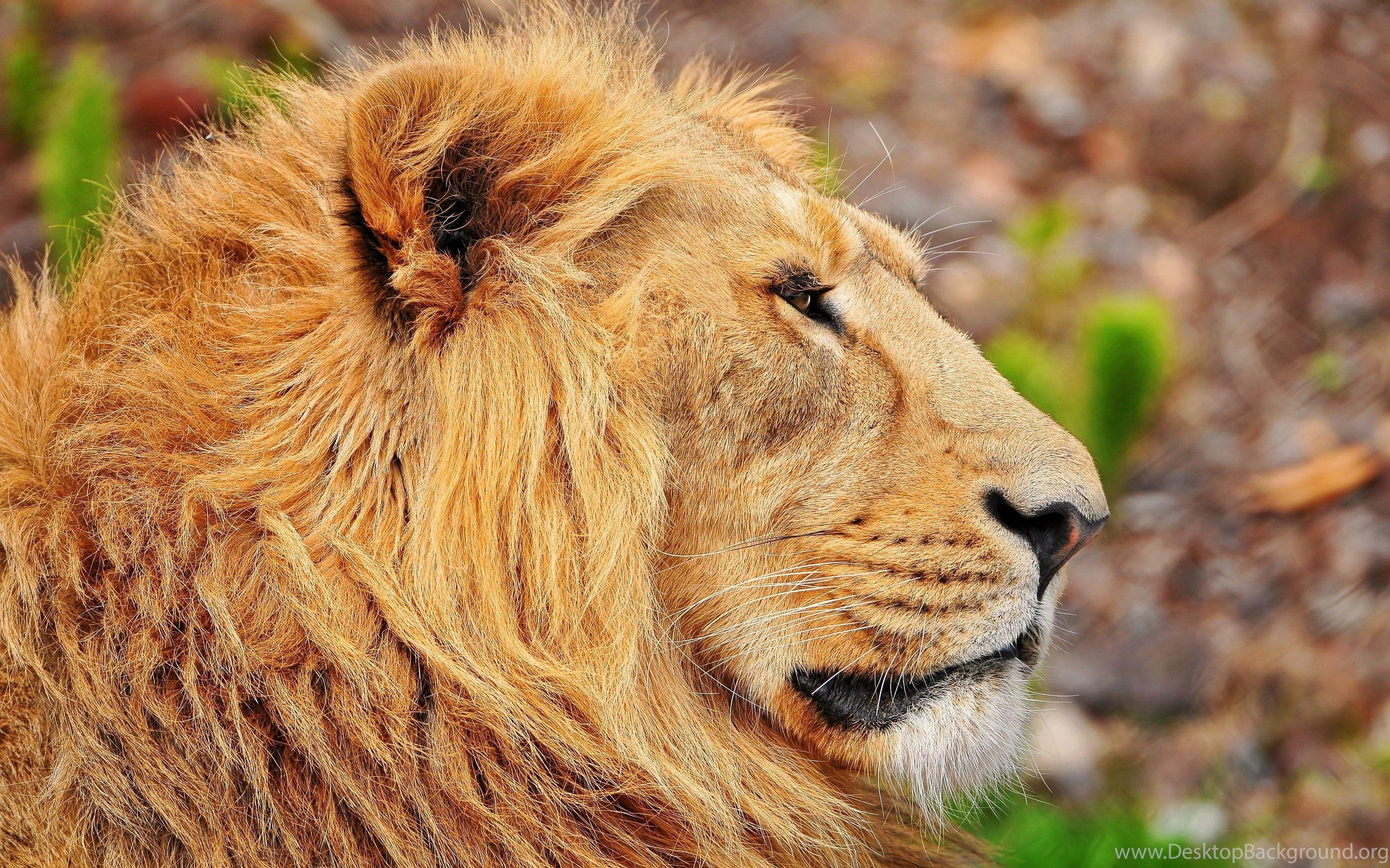 Lion Head Wallpapers - Top Free Lion Head Backgrounds - WallpaperAccess