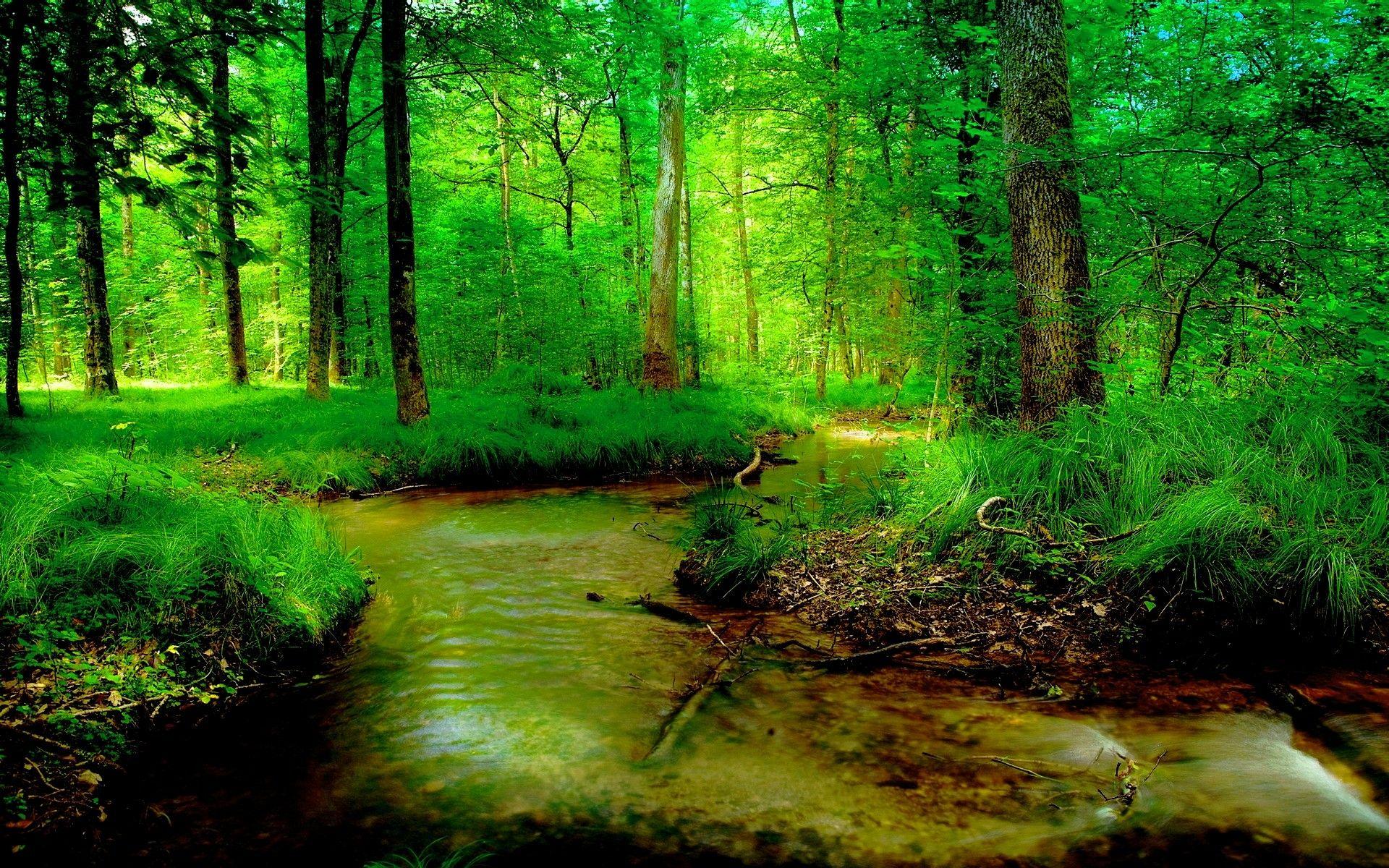 1920x1200 River: FOREST RIVER Summer Nature Wallpaper For Desktop for HD 16:9