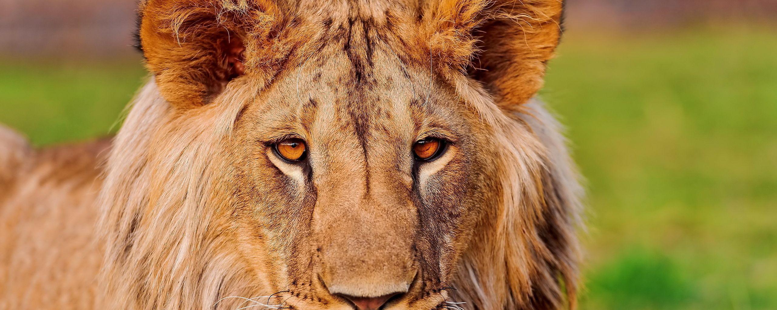 Lion Head Wallpapers - Top Free Lion Head Backgrounds - WallpaperAccess