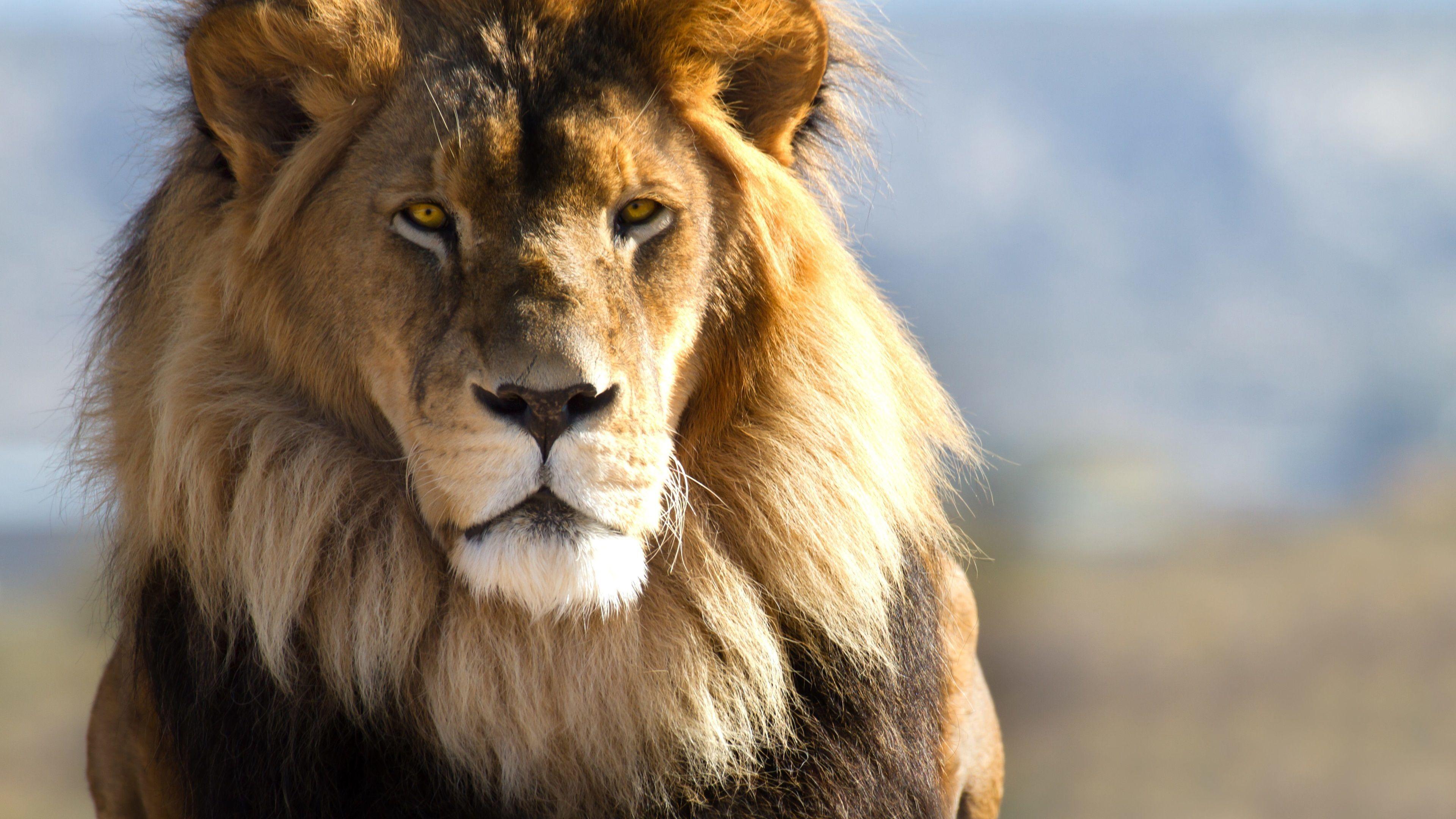 3840x2160 Wallpaper Lion face, head, look, predator 3840x2160 UHD 4K Picture, Image