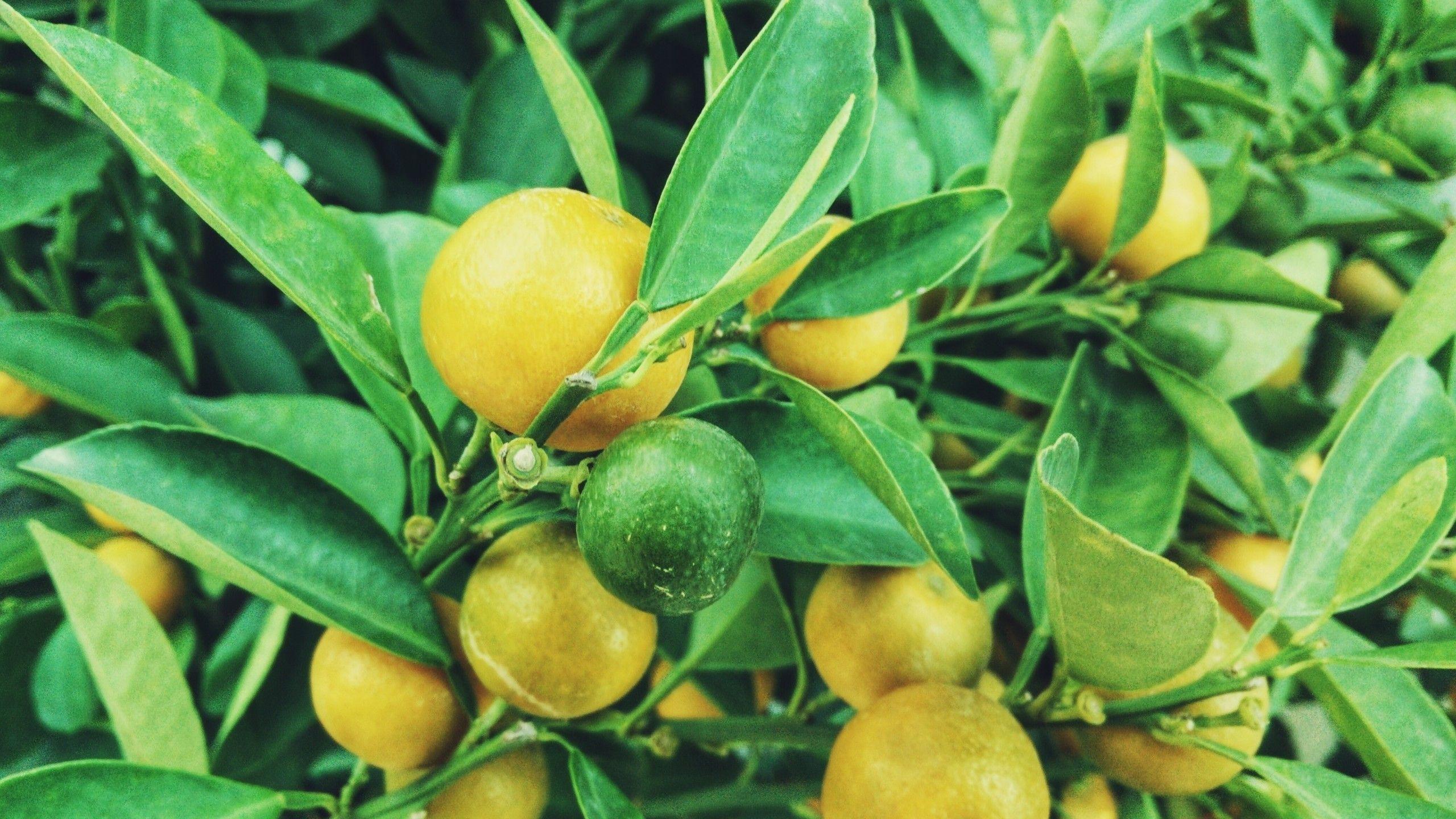 2560x1440 Download 2560x1440 Lemon, Tree, Leaves, Branches, Fruits Wallpaper for iMac 27 inch