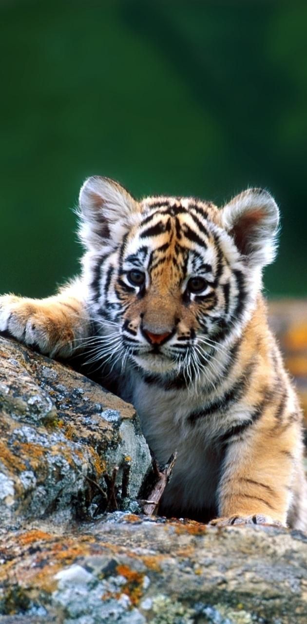 630x1280 baby tiger wallpaper