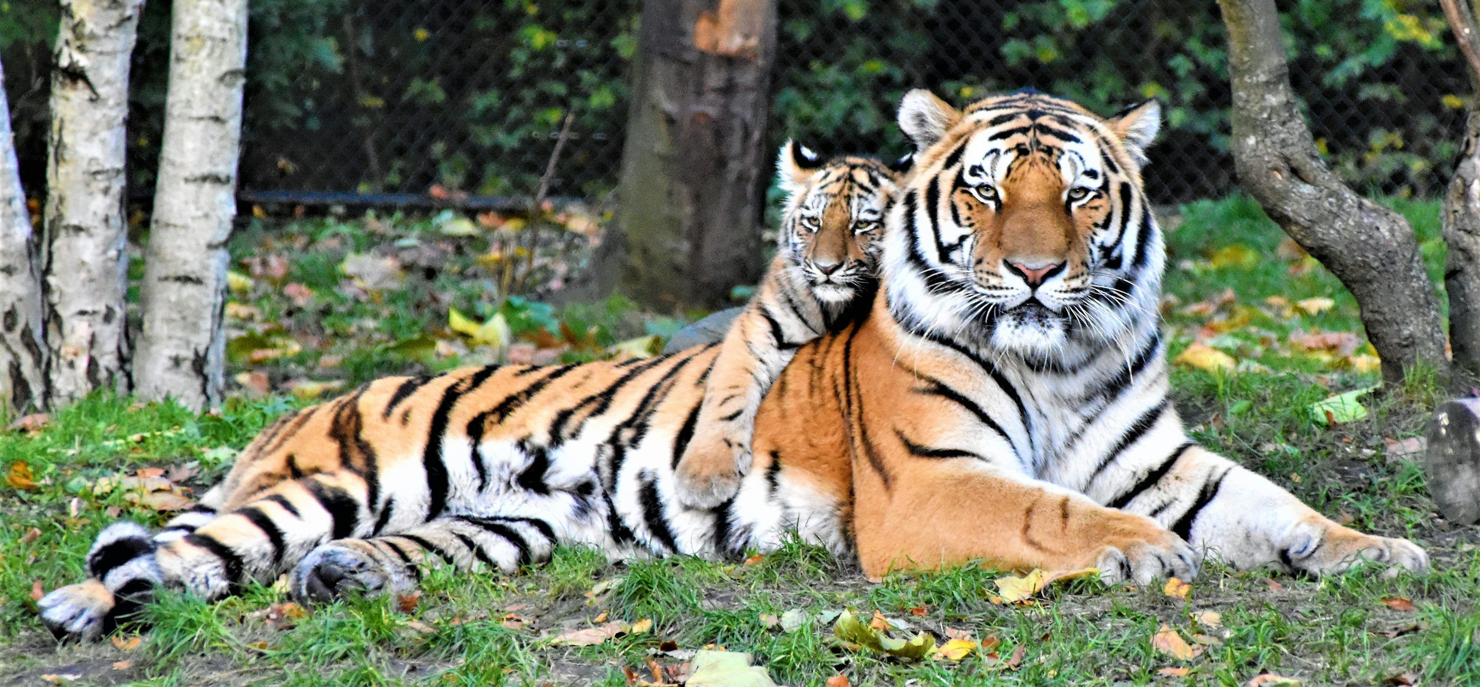 3000x1393 Baby Tiger Picture. Download Free Image