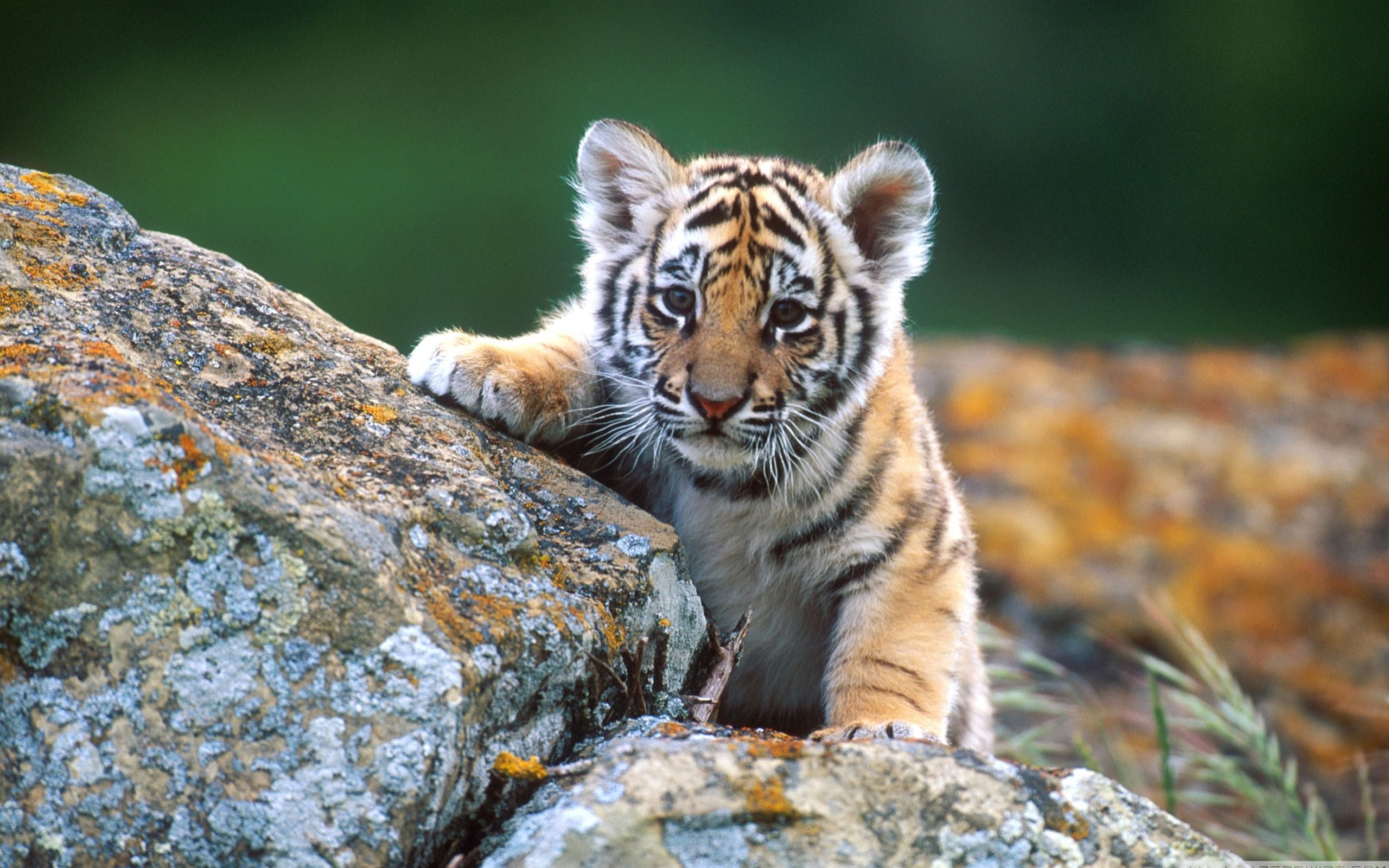 2560x1600 Little Tiger Cub Wildlife Wallpaper