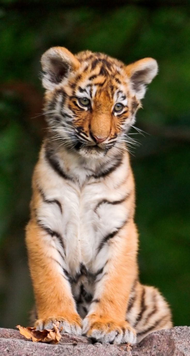 736x1373 Adorable Tiger Cub Sitting on Rock. Orange tiger cub, Tiger cub photography, Cute tiger cub