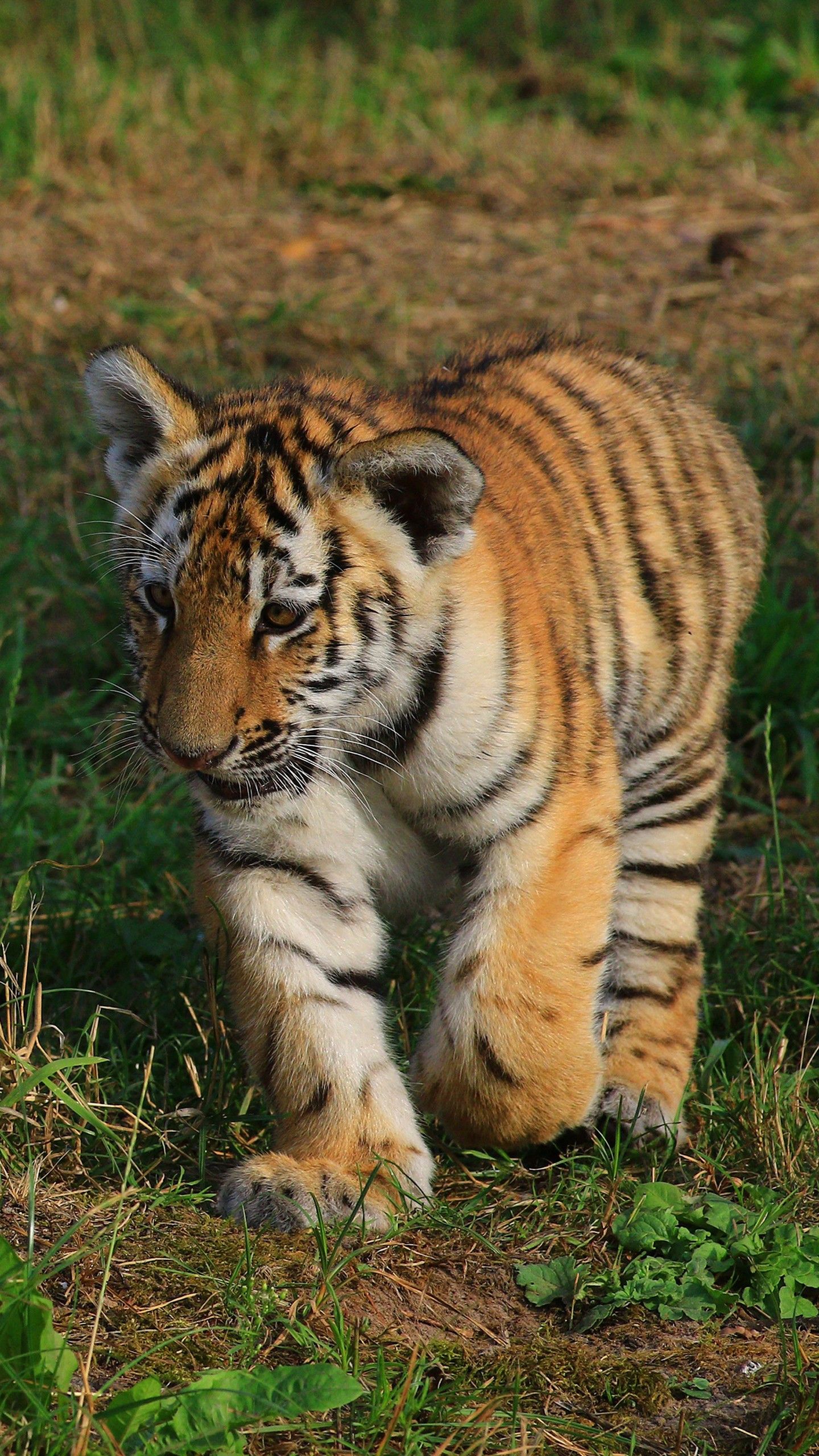 1440x2560 Small Tiger Is Walking Near Stone 4K HD Animals Wallpaper