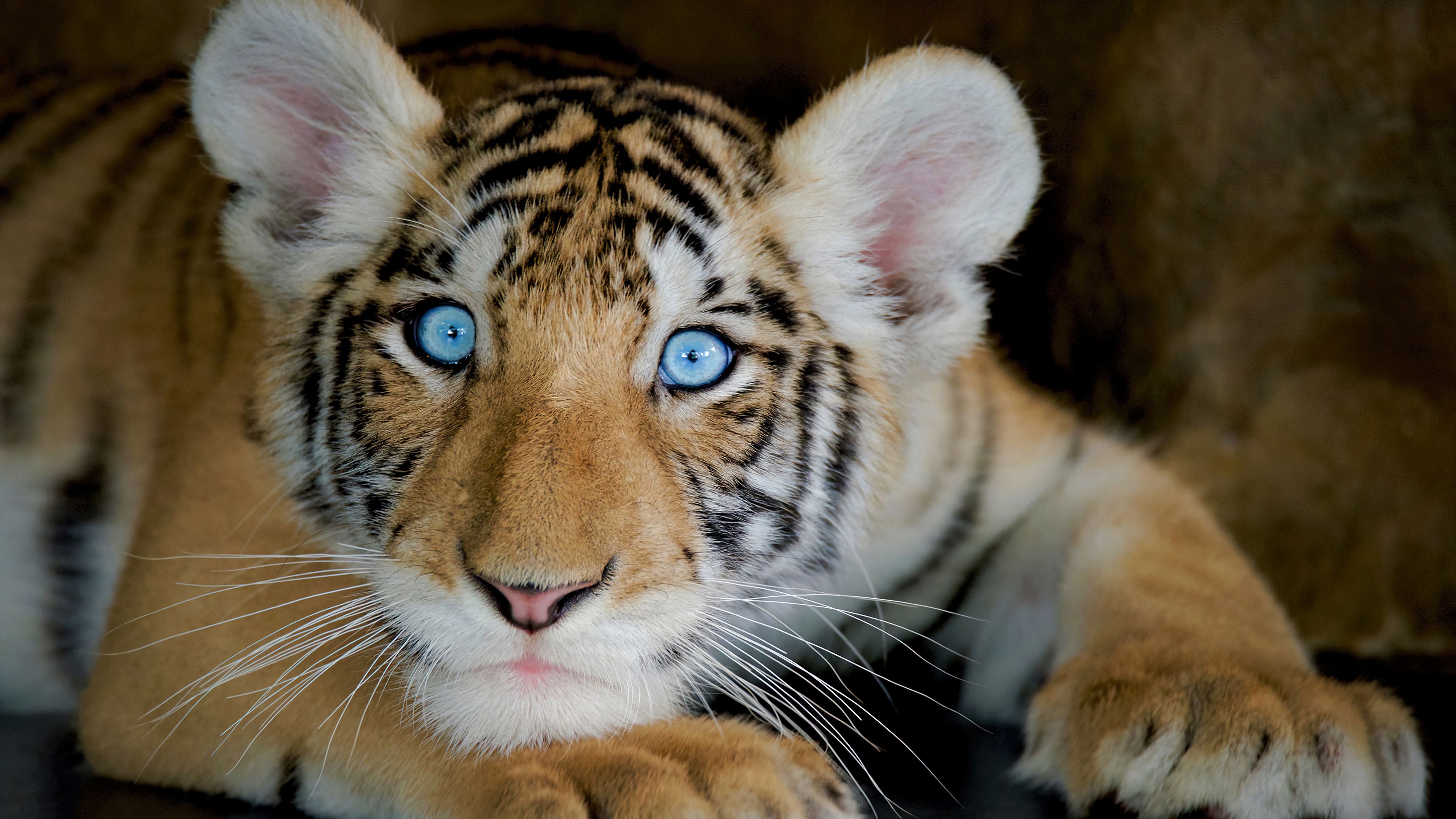3840x2160 Little tiger cub with blue eyes Desktop wallpaper 1680x1050