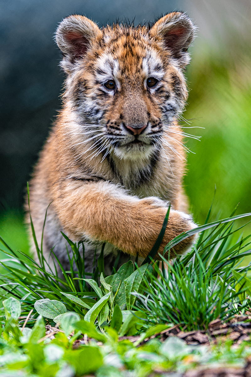 800x1201 Tiger cub, tiger, animal, cute, grass, wildlife, HD phone wallpaper