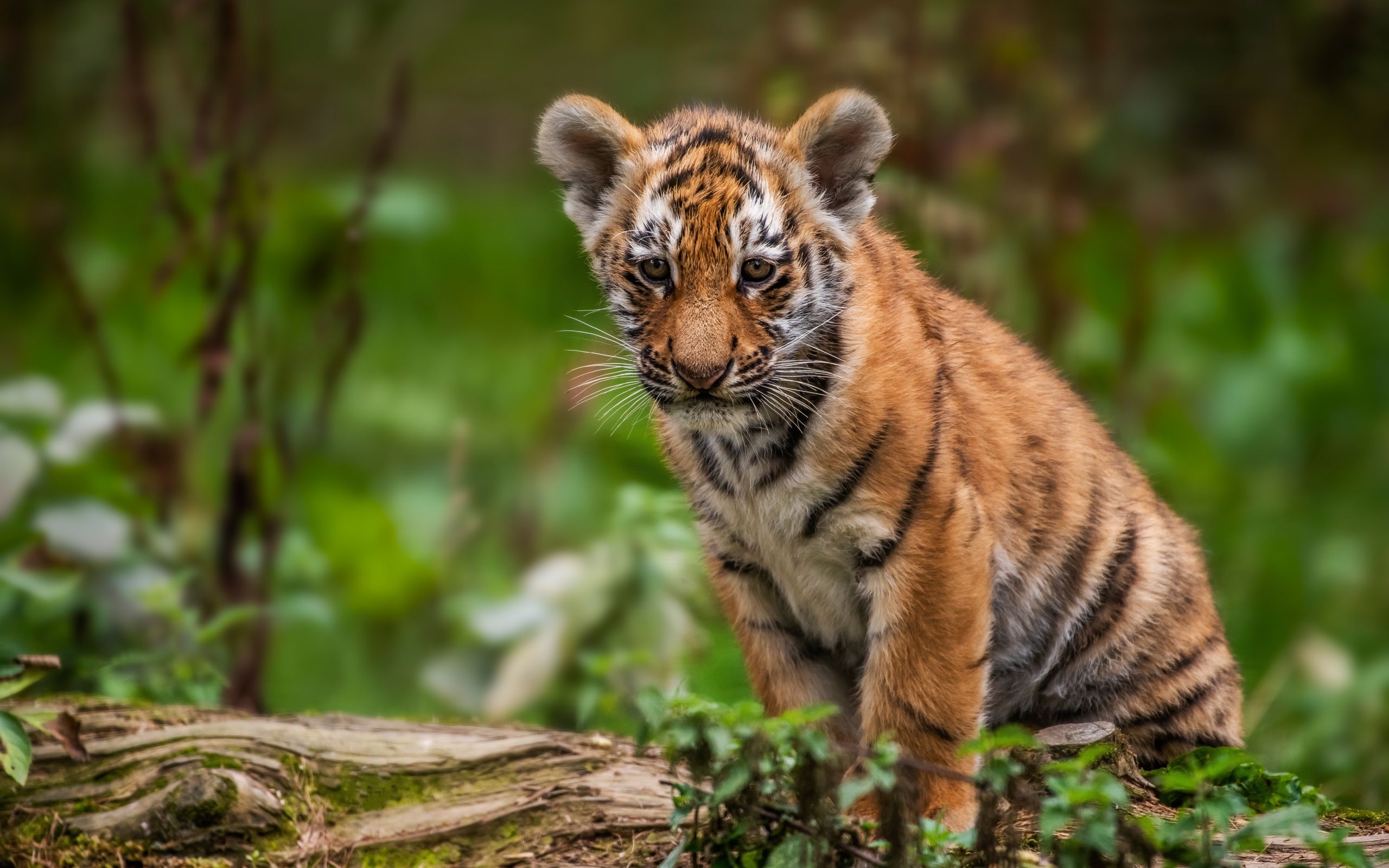 2560x1600 The little sad tiger cub sits on a dry tree Desktop wallpaper 2560x1600