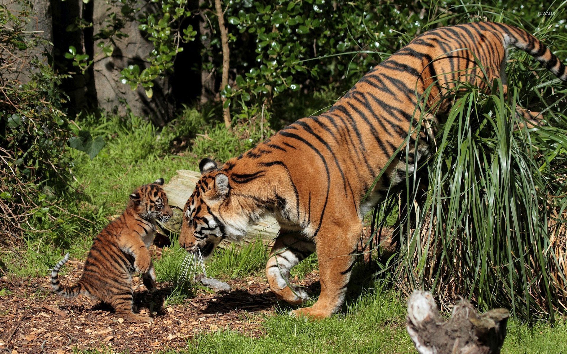1920x1200 Tiger playing with its cute little cub wallpaper wallpaper