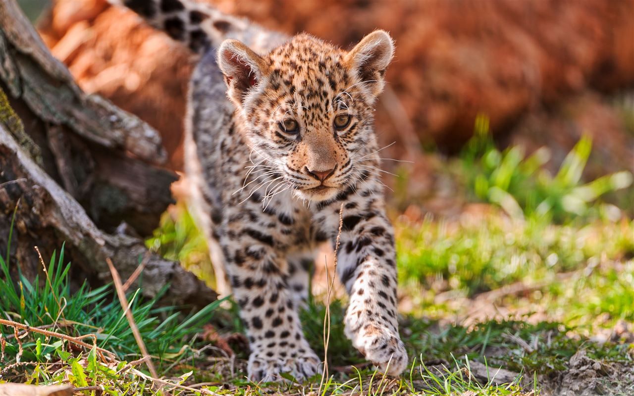 1280x800 Little Tiger MacBook Air Wallpaper Download
