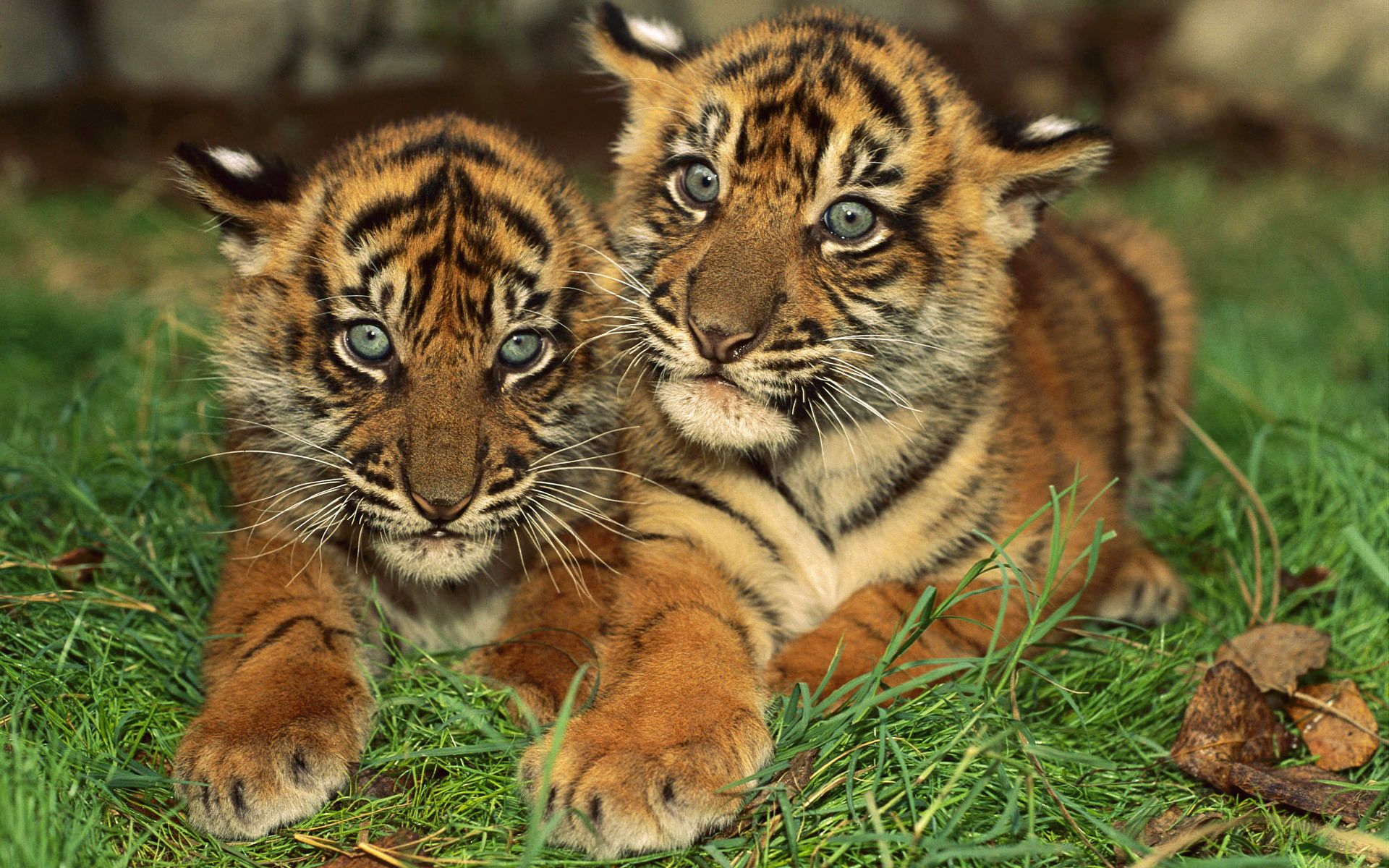 1920x1200 Baby Tigers Wallpaperx1200