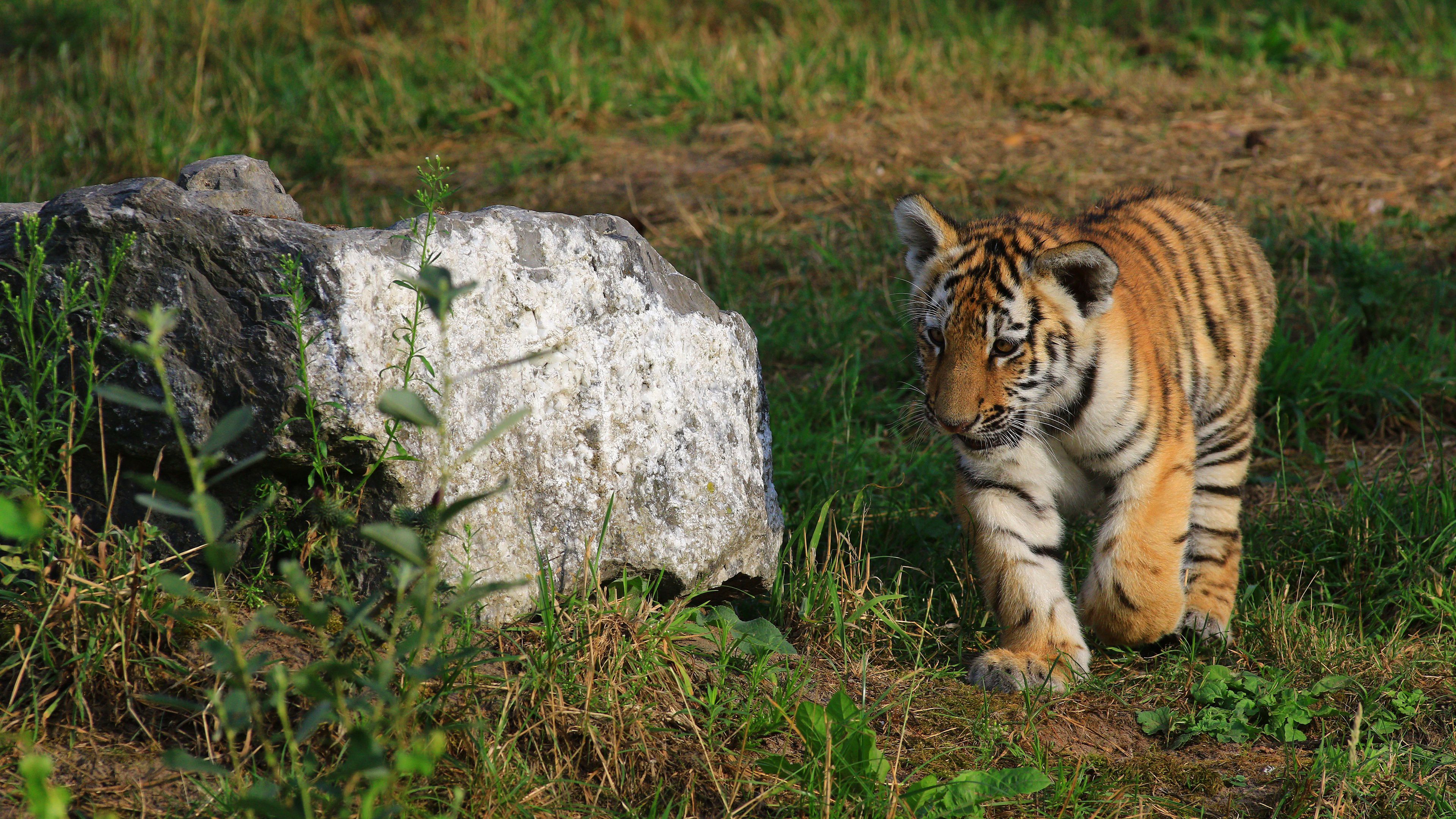 3840x2160 Small Tiger Is Walking Near Stone 4K HD Animals Wallpaper