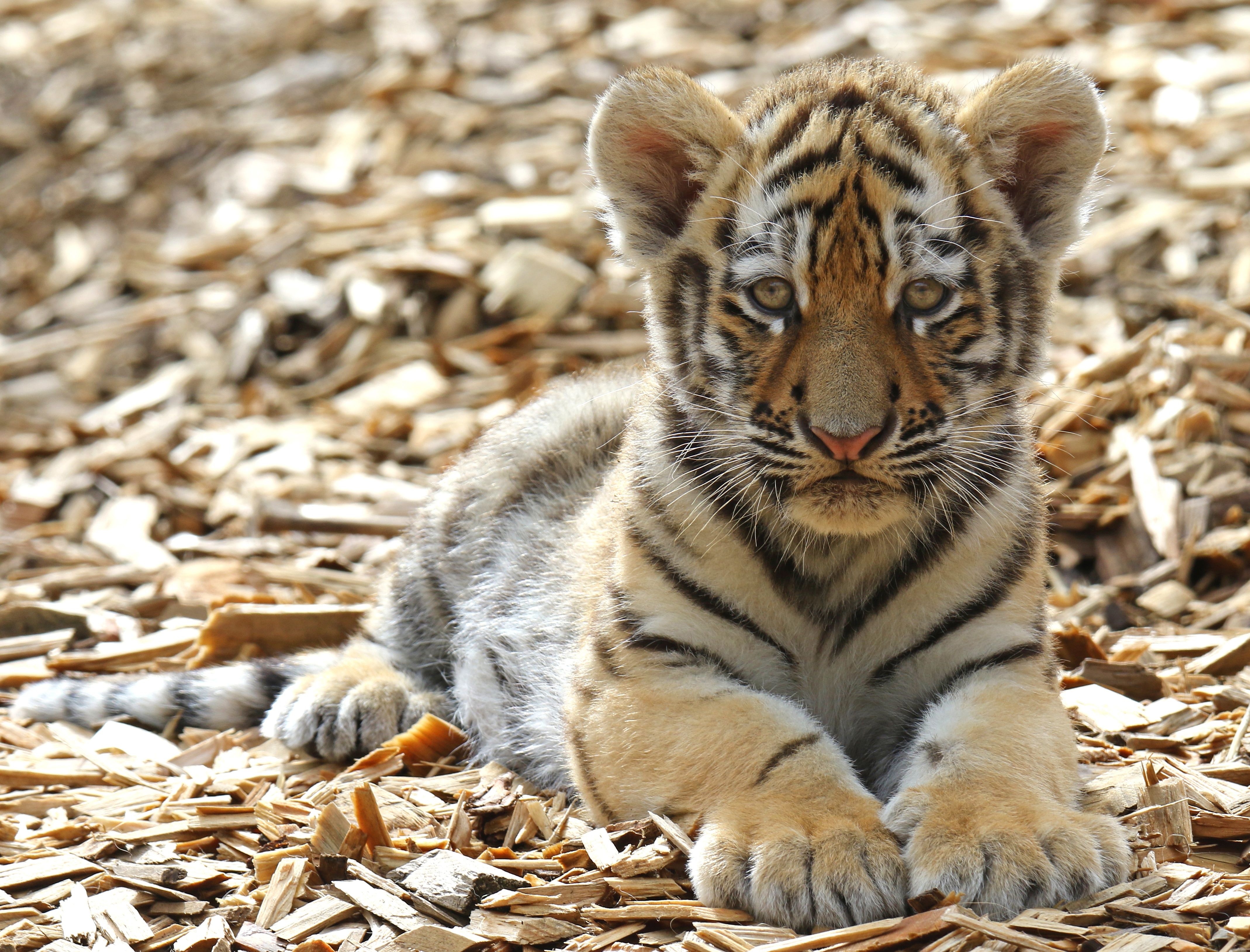 4277x3257 Desktop wallpaper: Animal, Tiger, Baby Animal, Cub, Cats 4K free download for PC. 477347