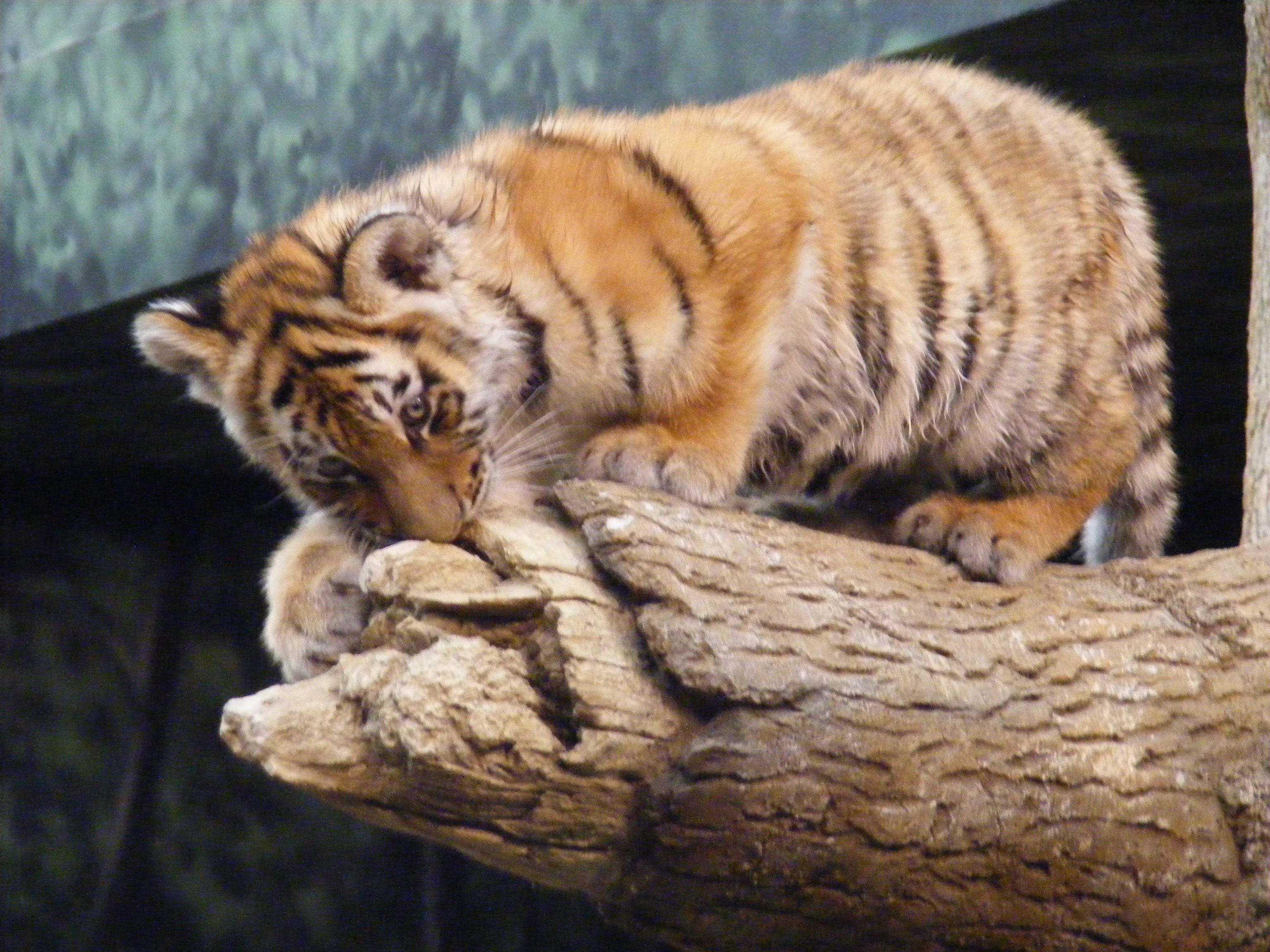 3072x2304 Free photo: Little Tigers, Bengal, Jungle
