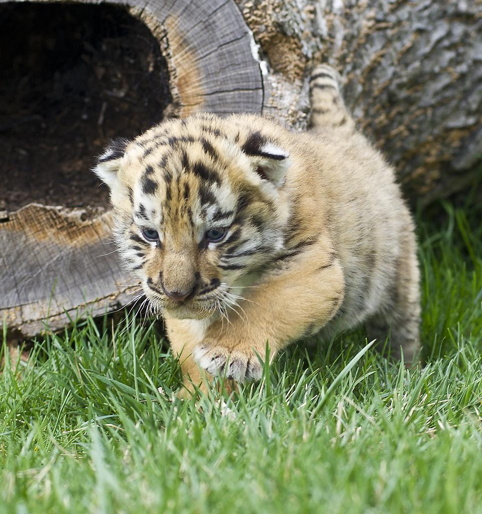 960x1024 Baby Tigers Wallpaper
