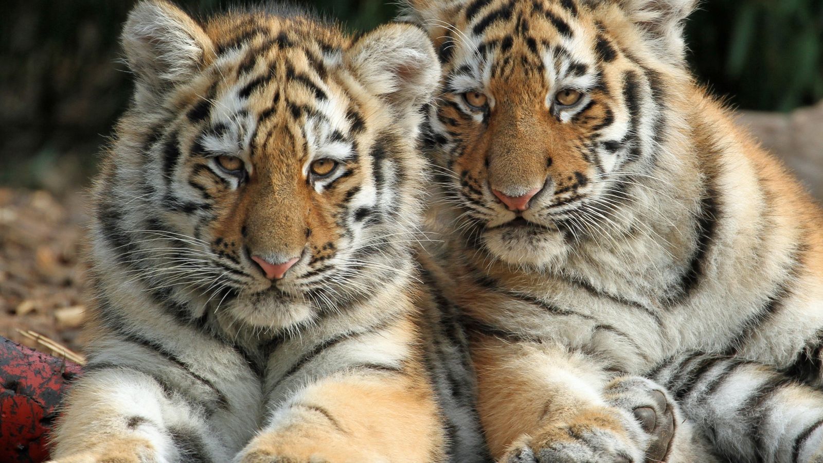 1600x900 Two little striped tiger cubs lie on the ground Desktop wallpaper 1600x900