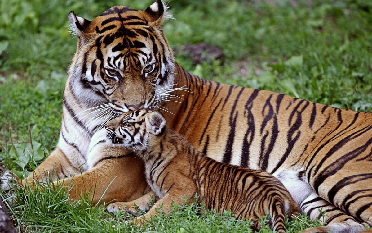 1200x750 Wallpaper Brown and Black Tiger Lying on Green Grass During Daytime, Background Free Image